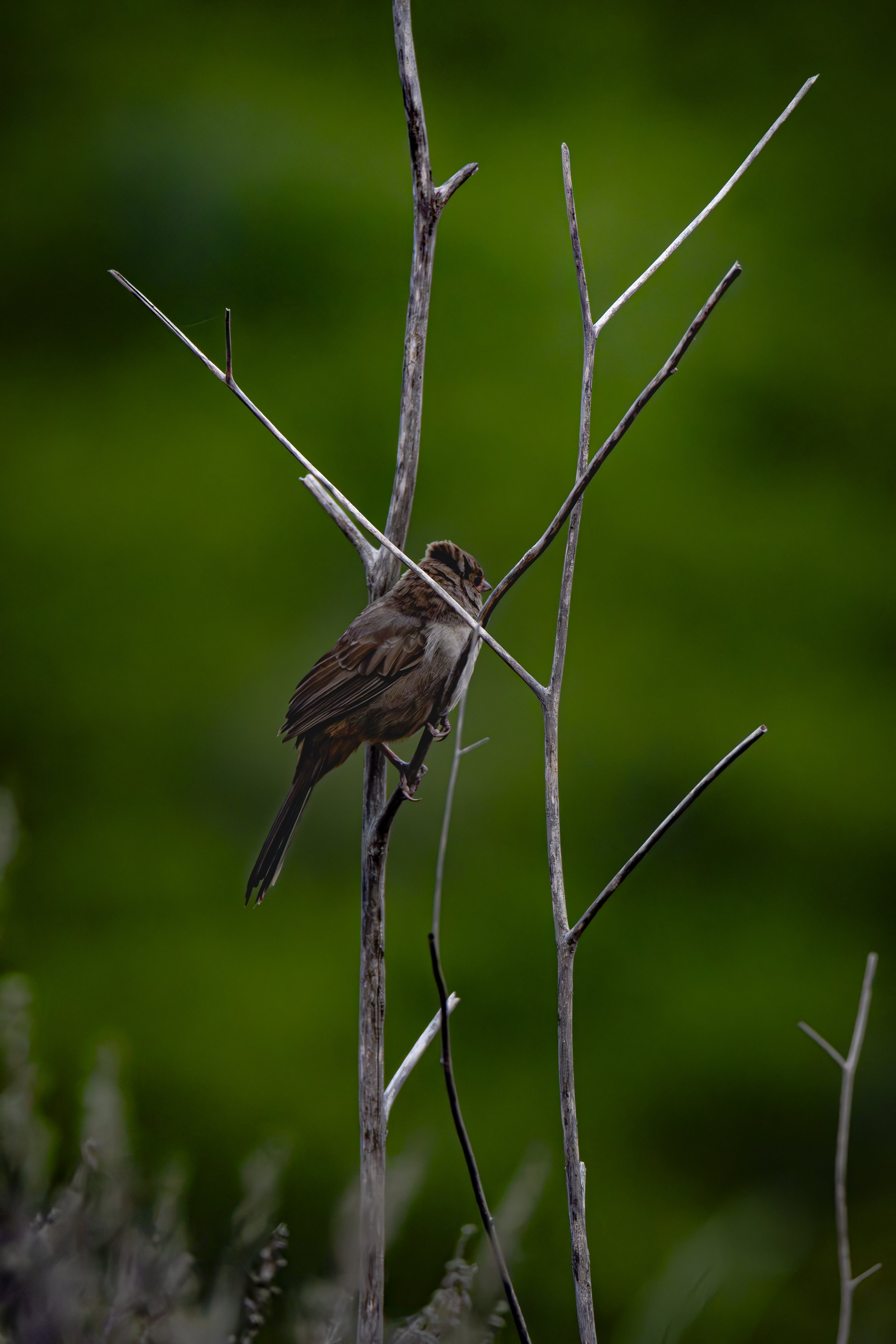 Sometimes, the wind can mess with the little birds feathers.