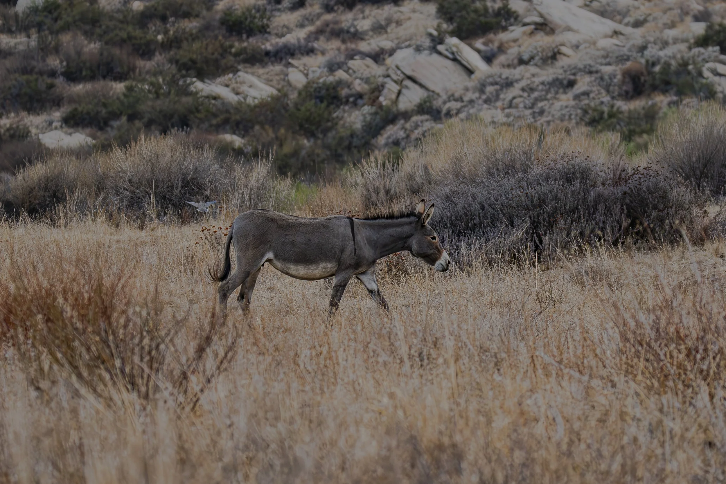 Can you find another animal near the donkey?