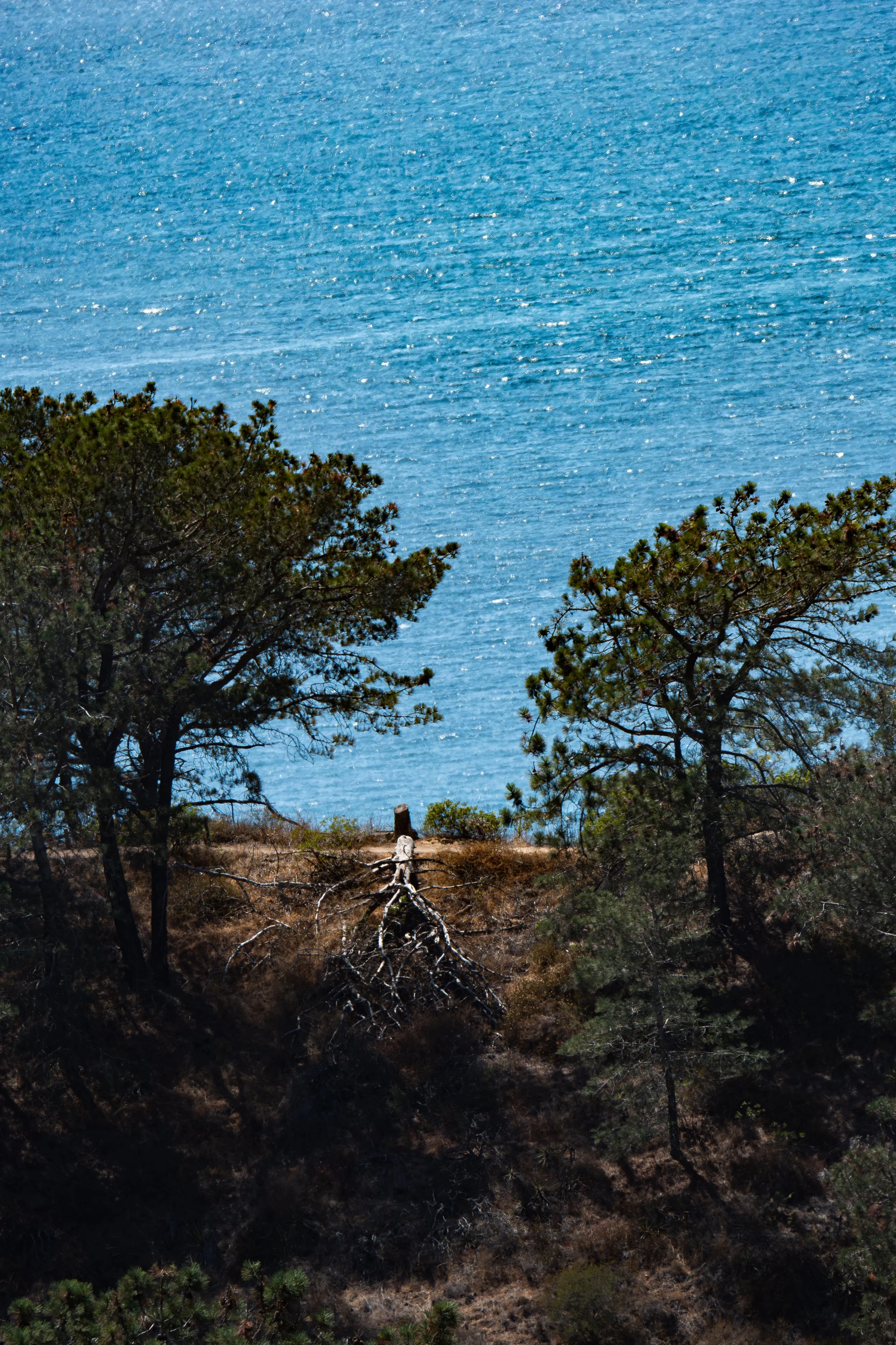 What do you notice between the trees?