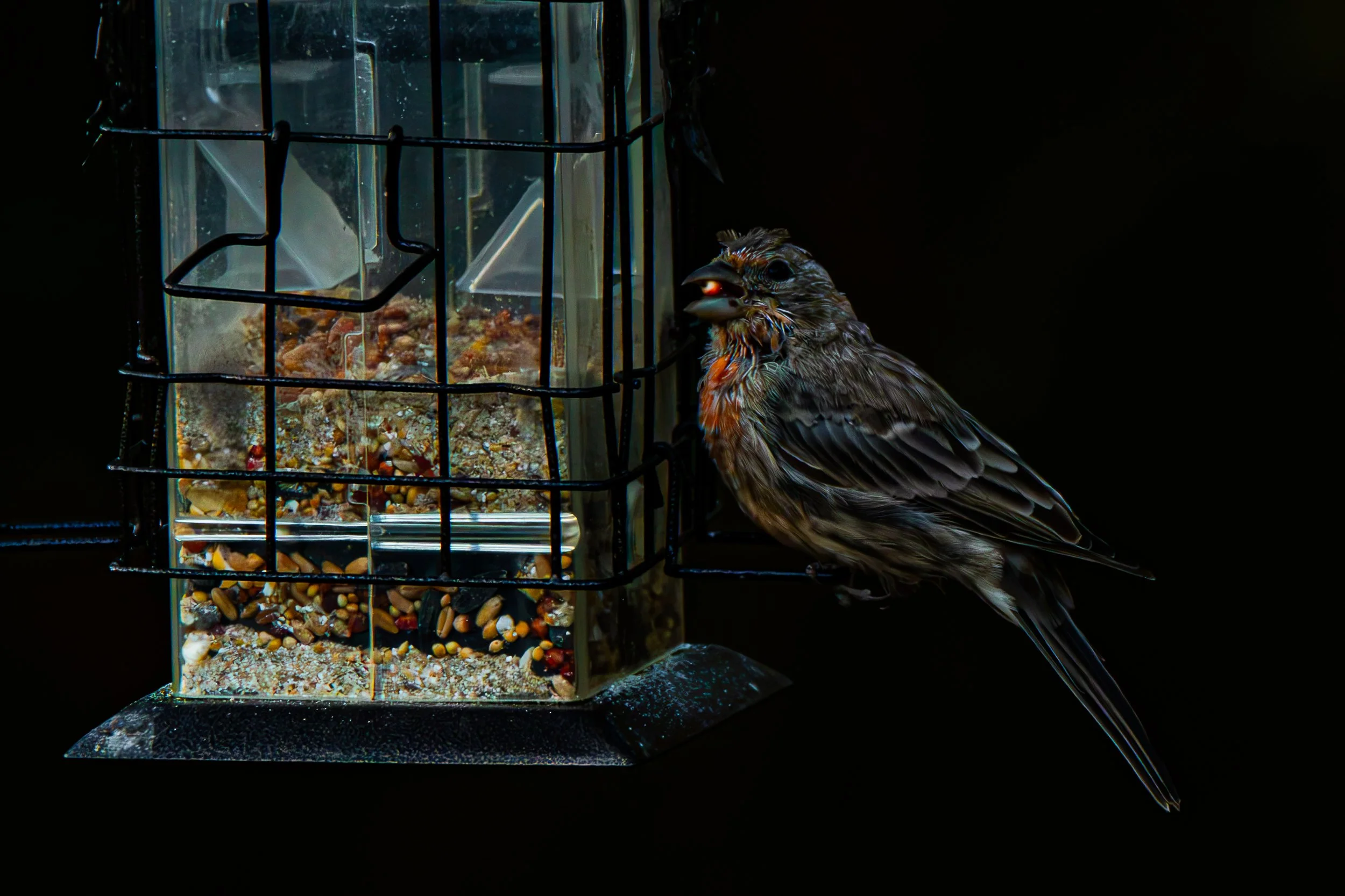 This little bird found a snack! What do you think birds like to eat?