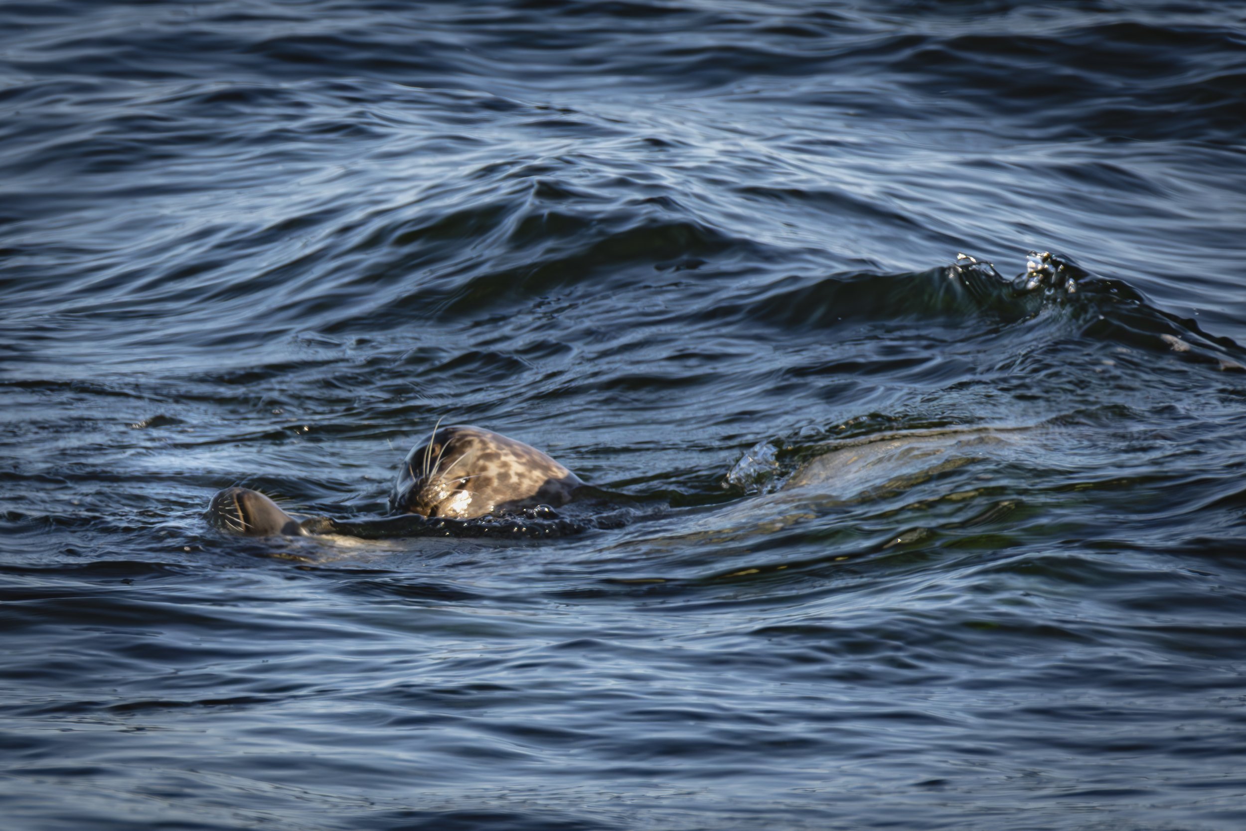 Notice the movement of the water before looking at the seals.