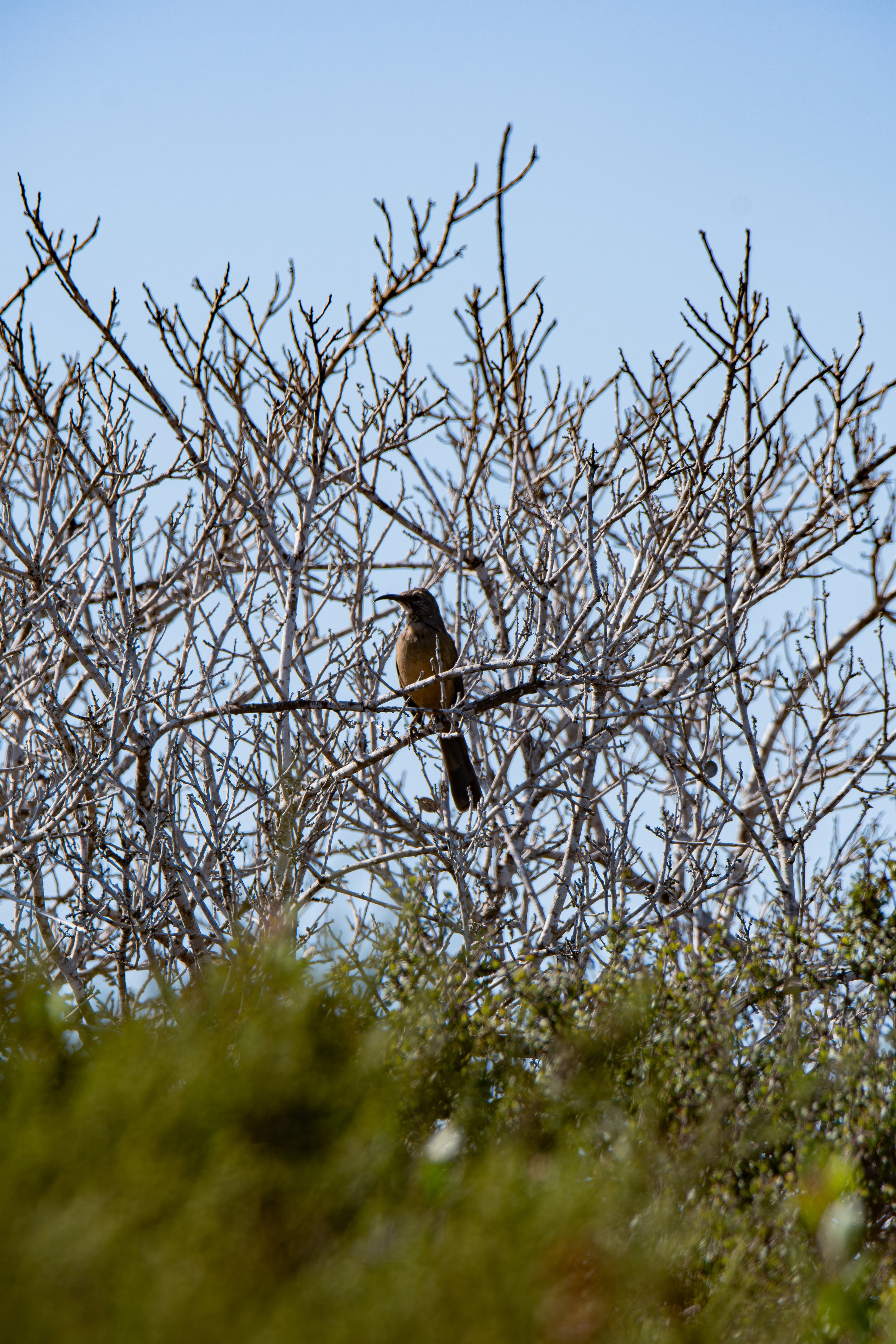 Notice the bird's long tail and curved beak. What might that beak help it do?
