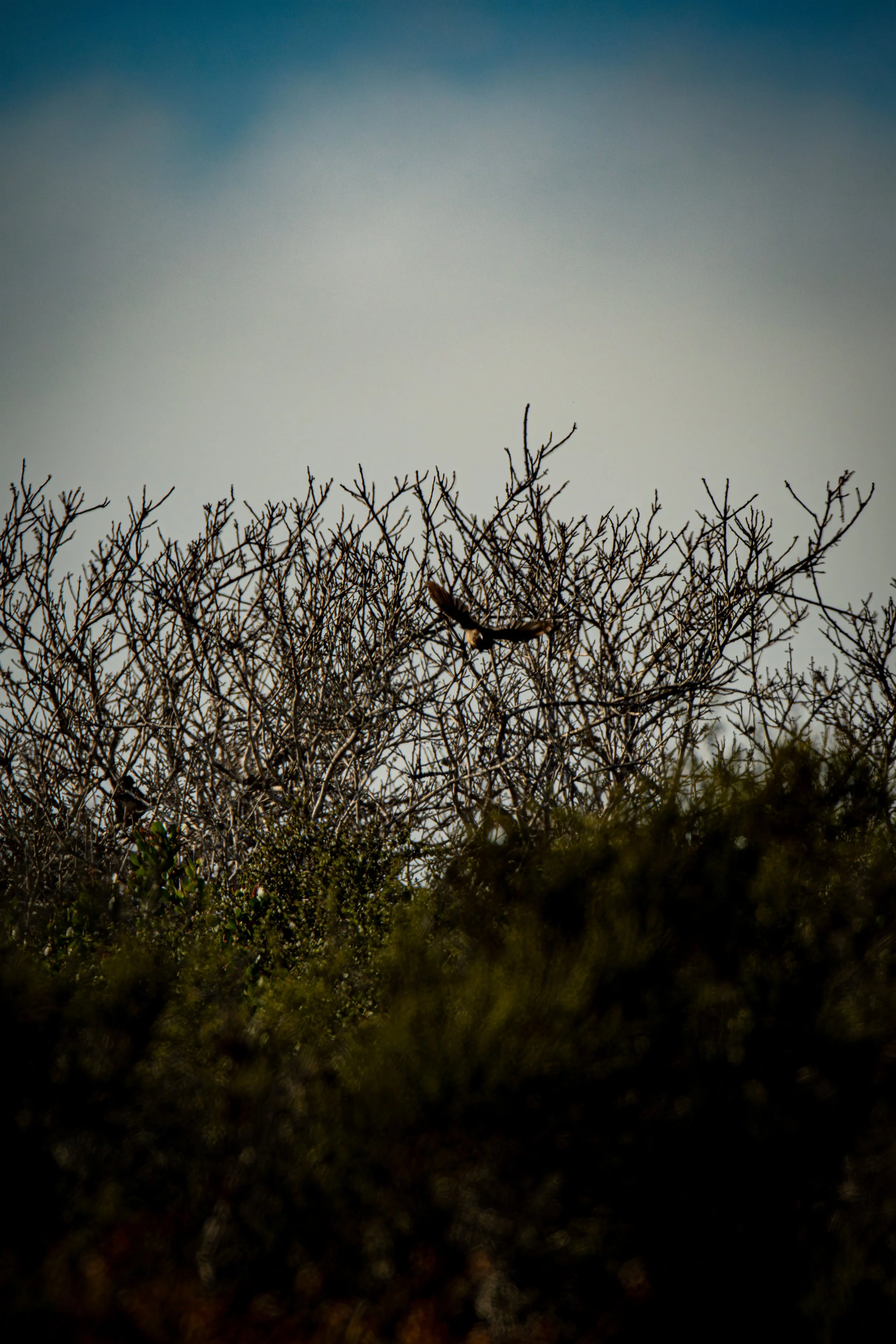 Look closer. Can you spot the bird spreading its wings? What does freedom look like to you?