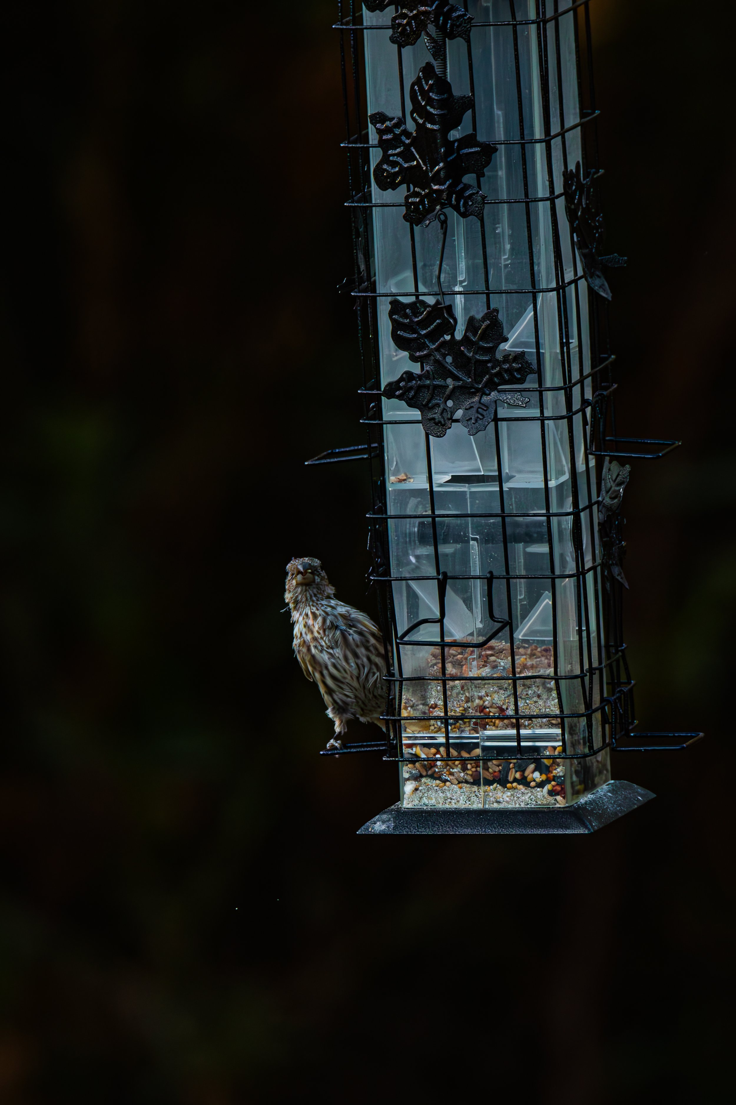 Look at its tiny feet! How is it holding onto the wire?