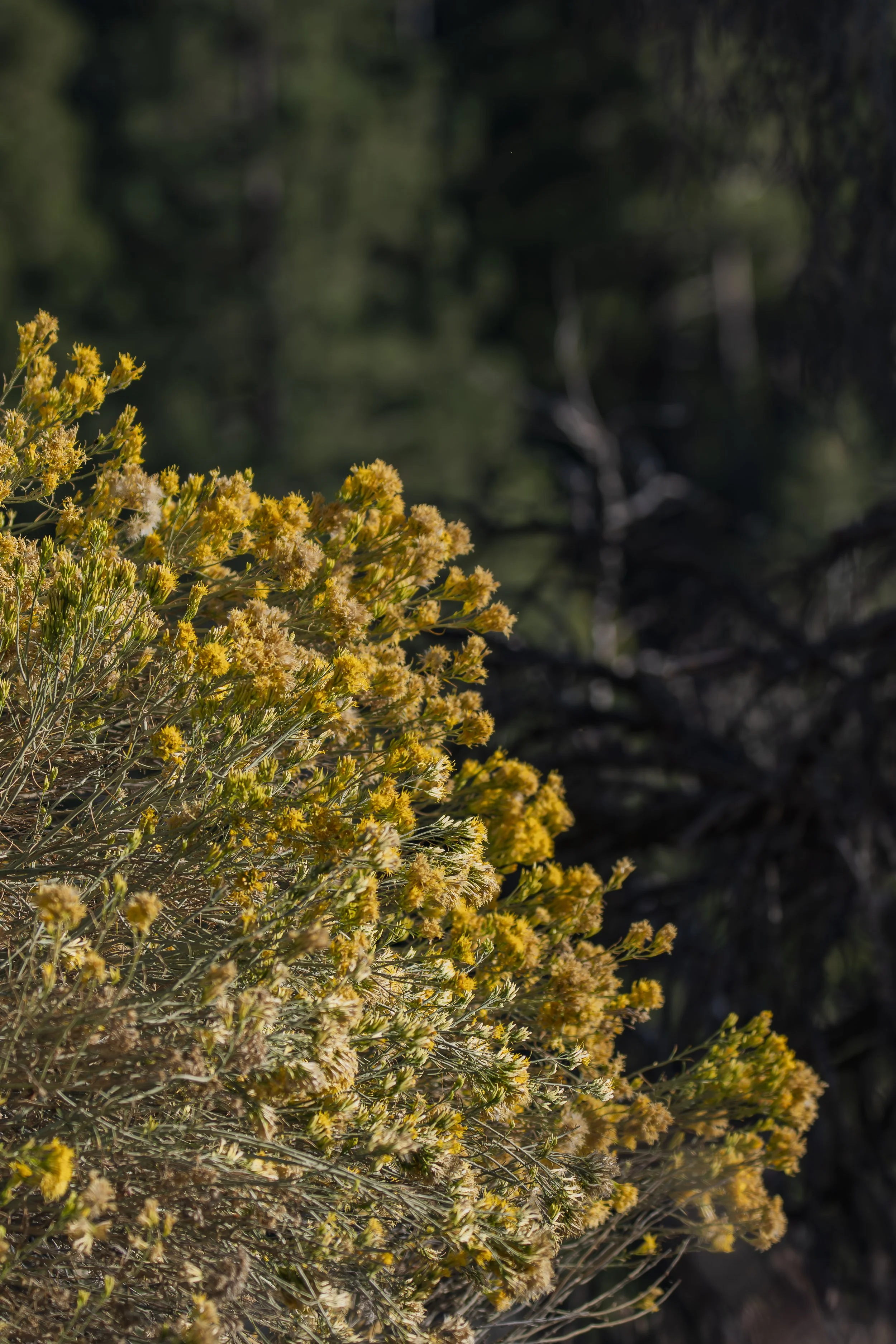 How many shades of yellow can you find?