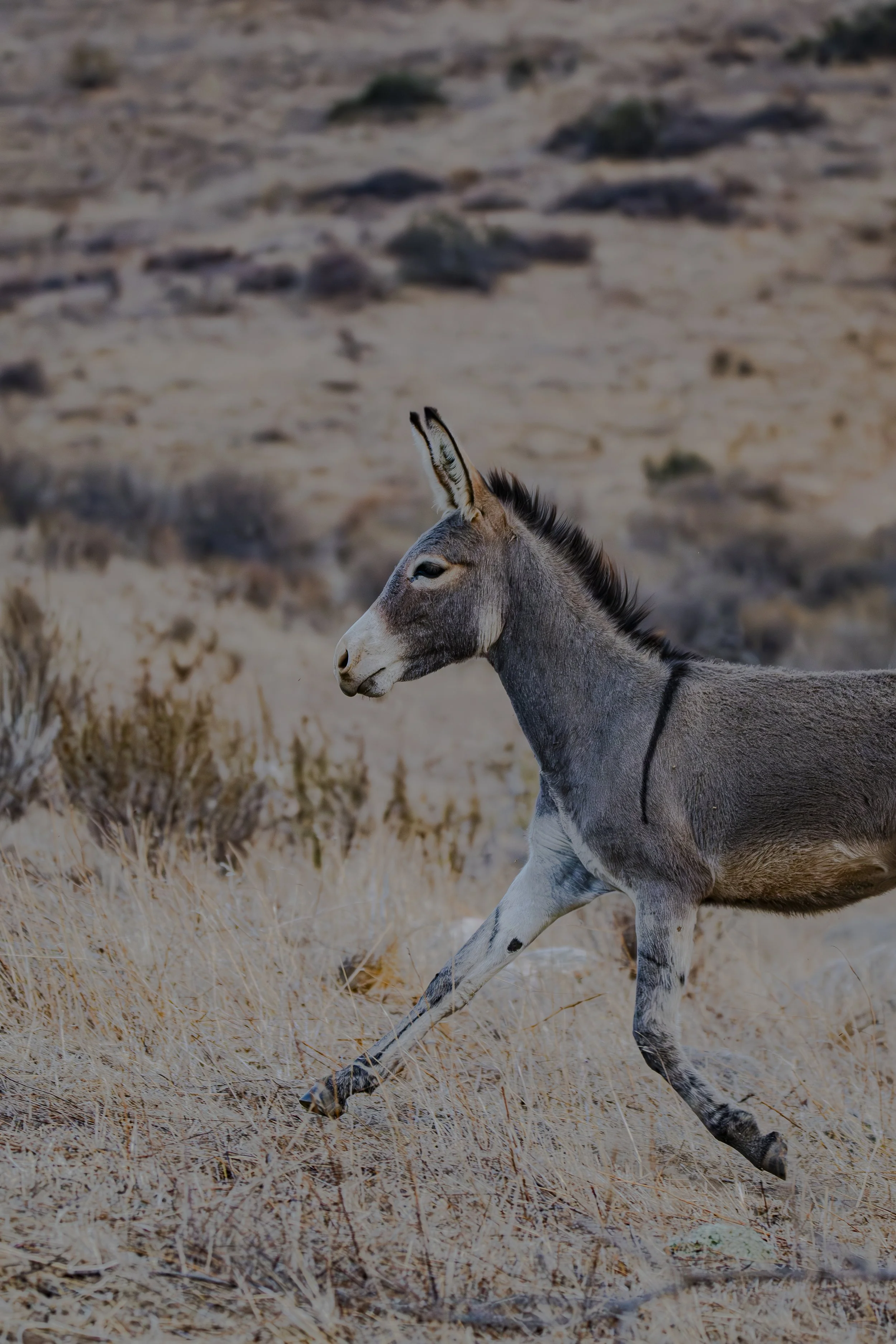 Look at its legs. How many are touching the ground?