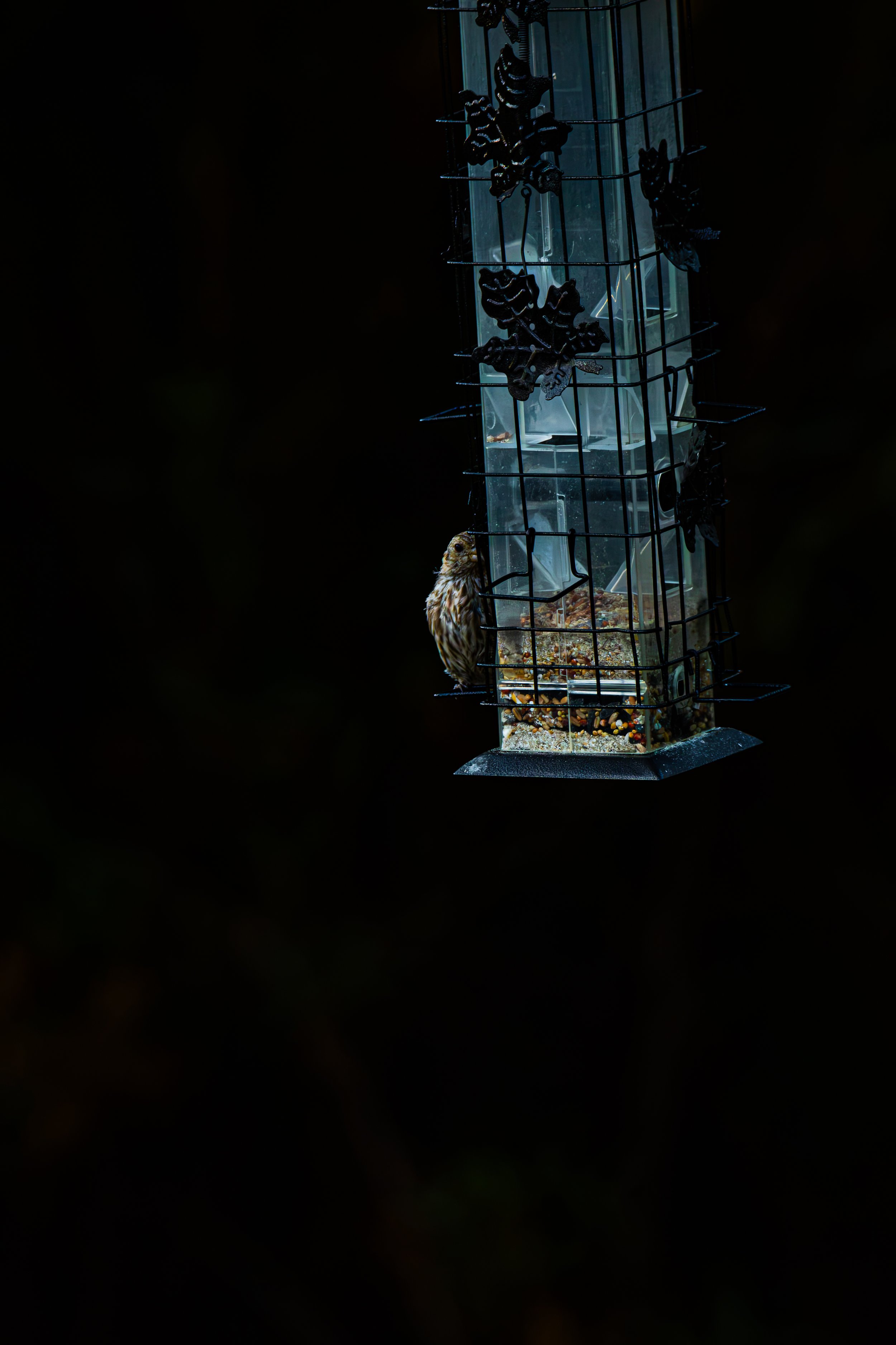 How many different kinds of birds have you seen so far?