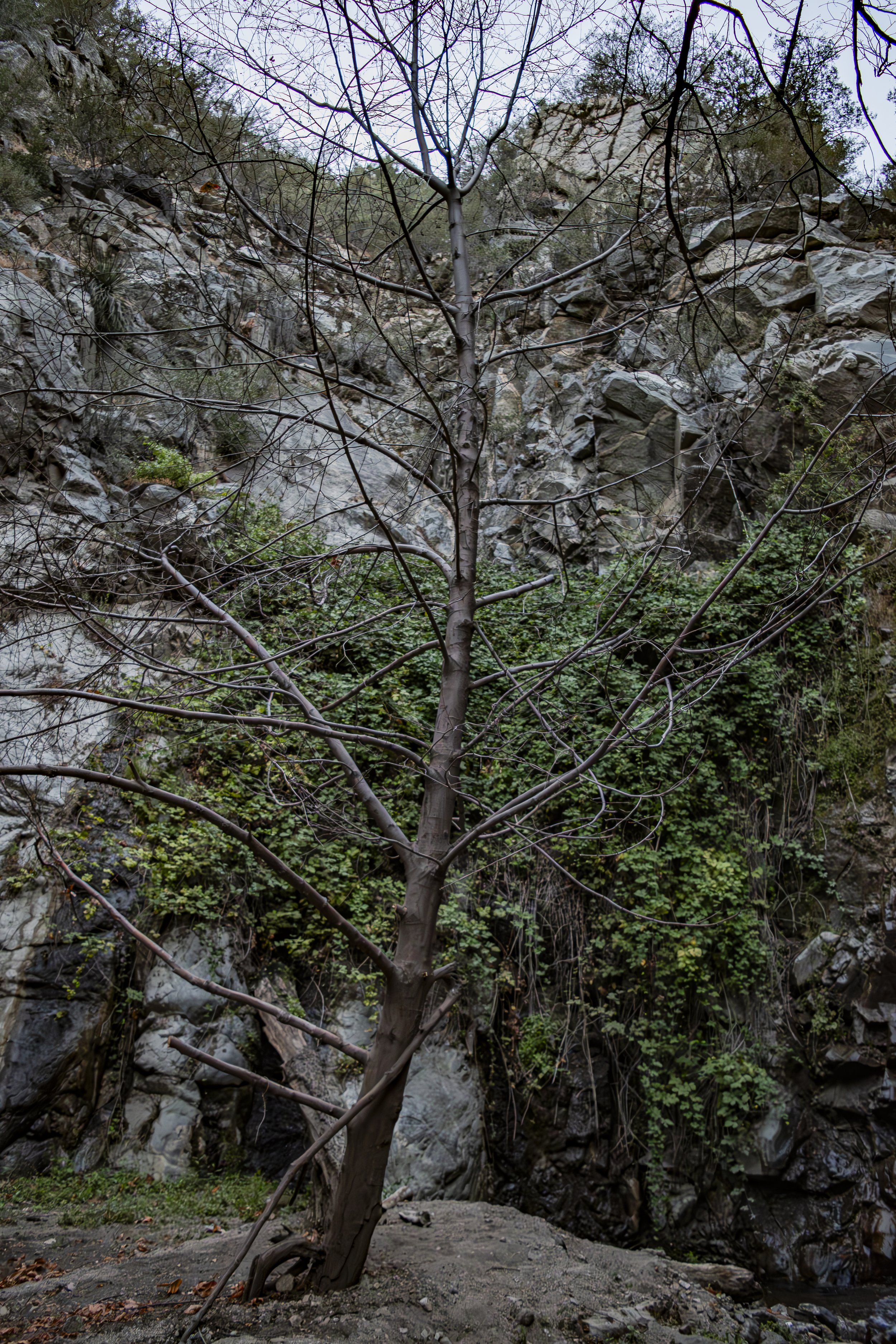 Take a deep breath. How many tree branches can you count?