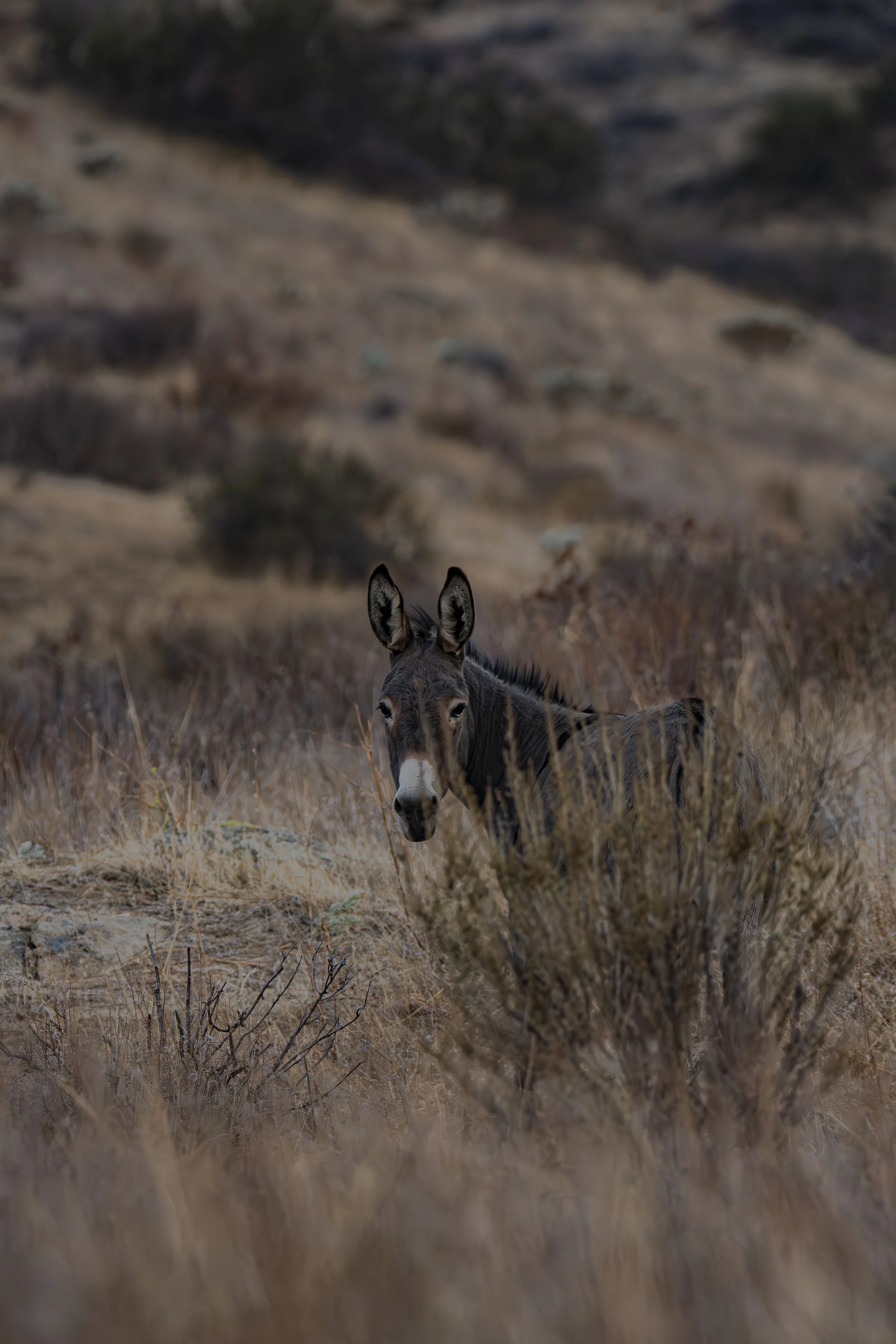 It's a donkey! What do you think the donkey was doing?