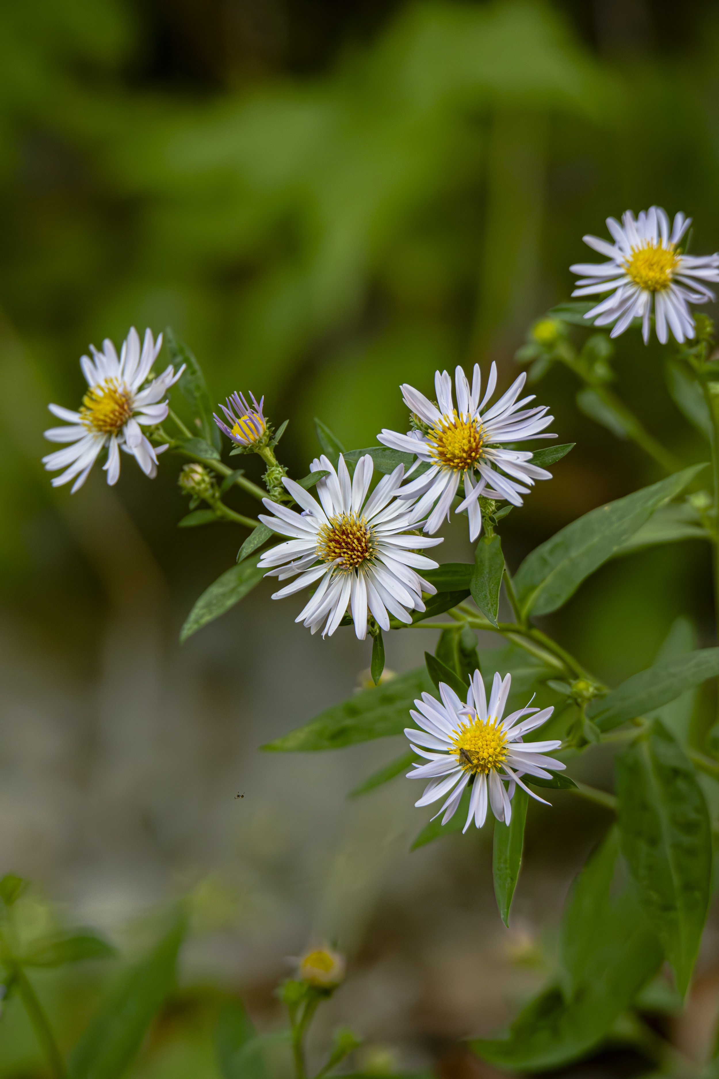 Take your time, how many flowers do you count?