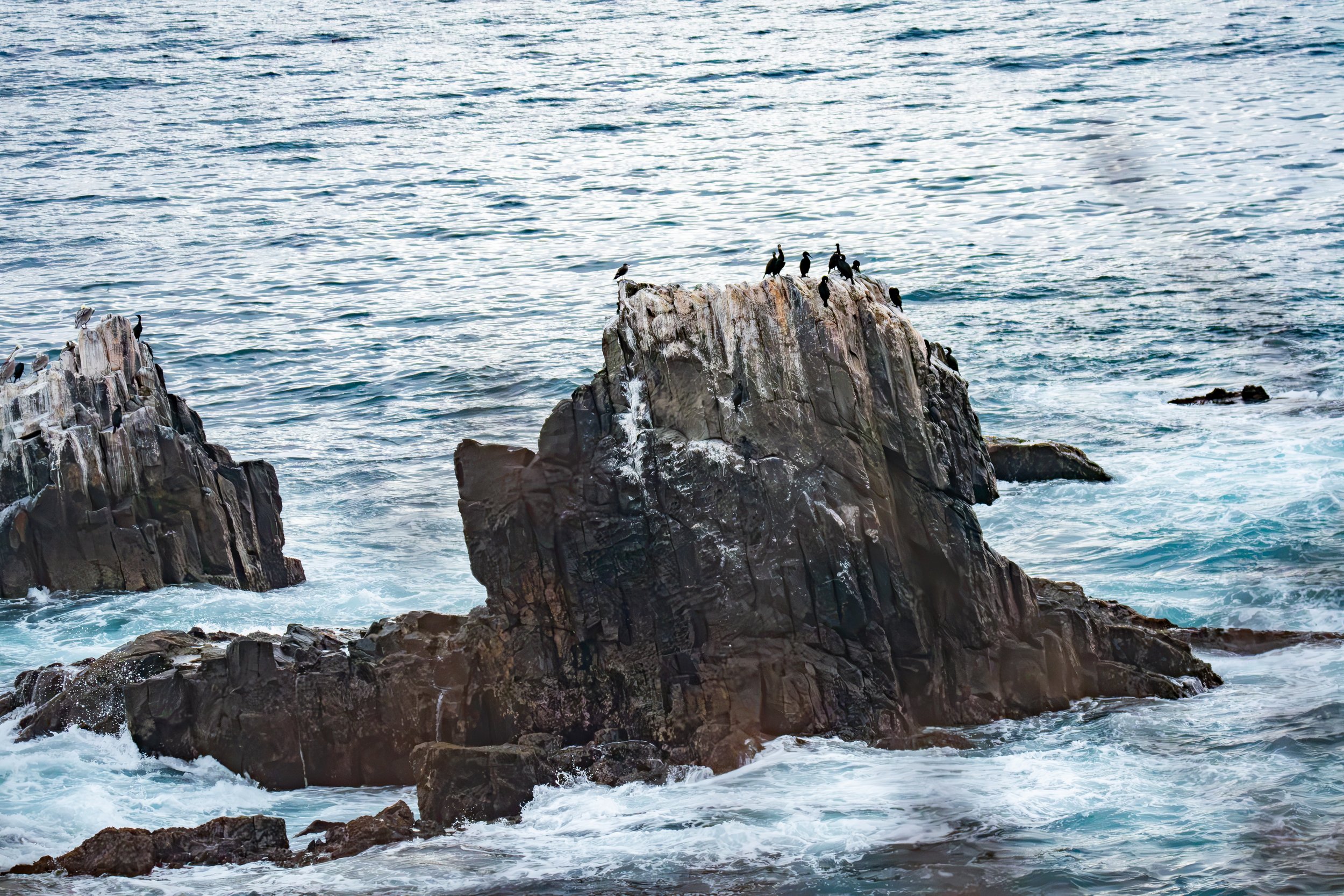 Look closer...How many birds can you count?