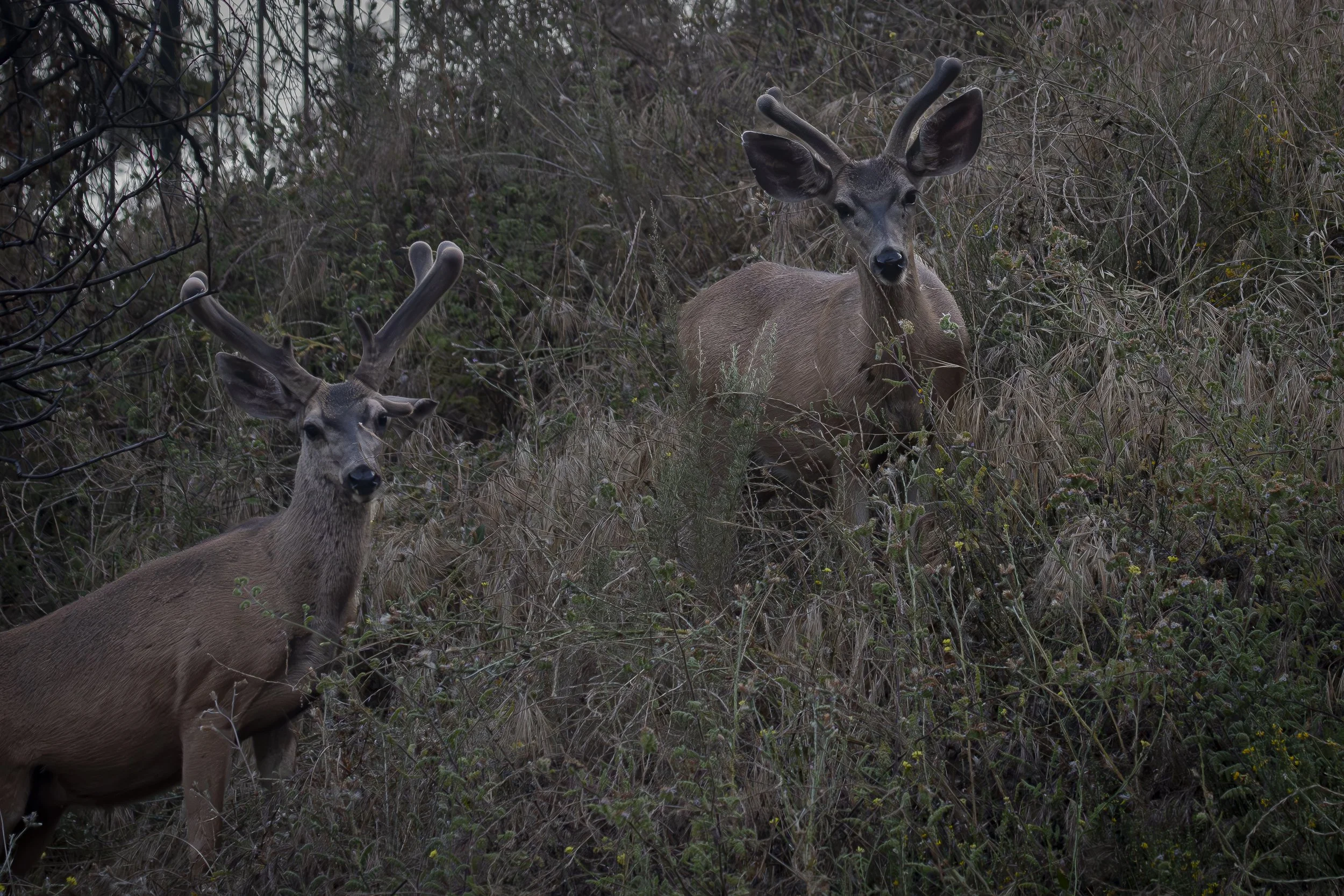 Two deer with antlers in a dense, grassy, and bushy forest.