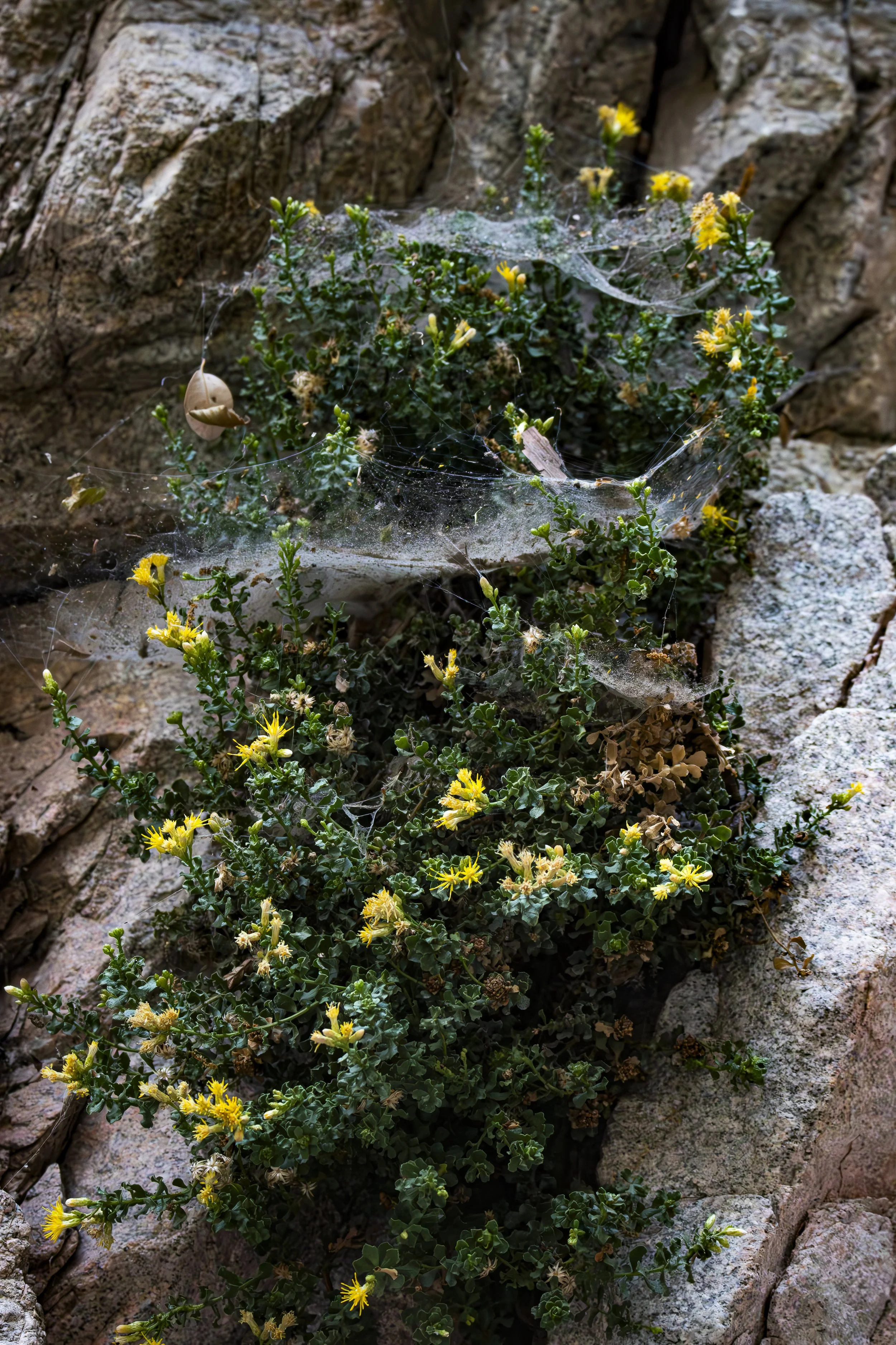At first you may see flowers. Stay a little longer. How many layers of another tiny world can you find?