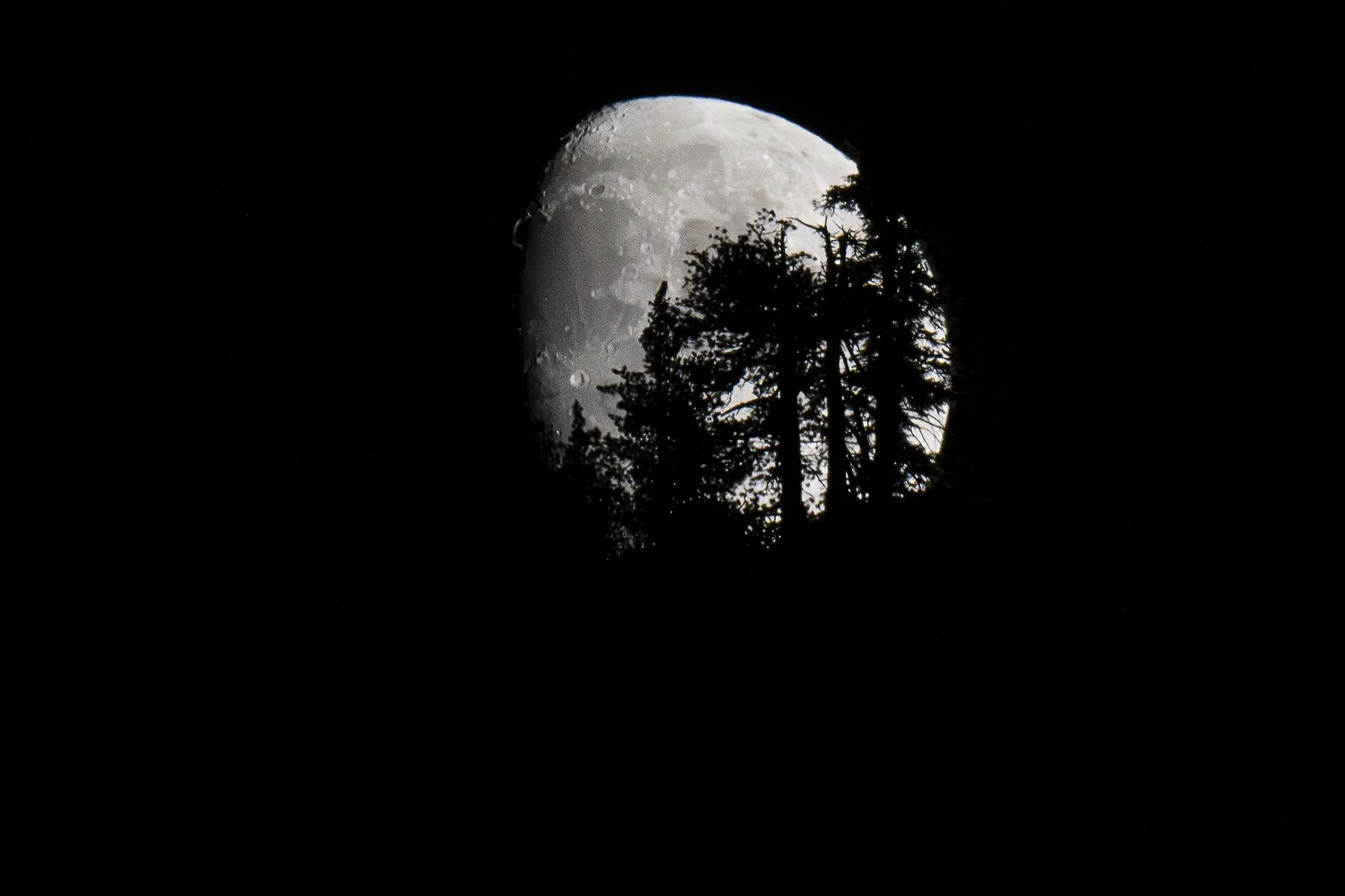 Part of the moon has disappeared behind the forest. Do you focus more on what you can see or what you can no longer see?