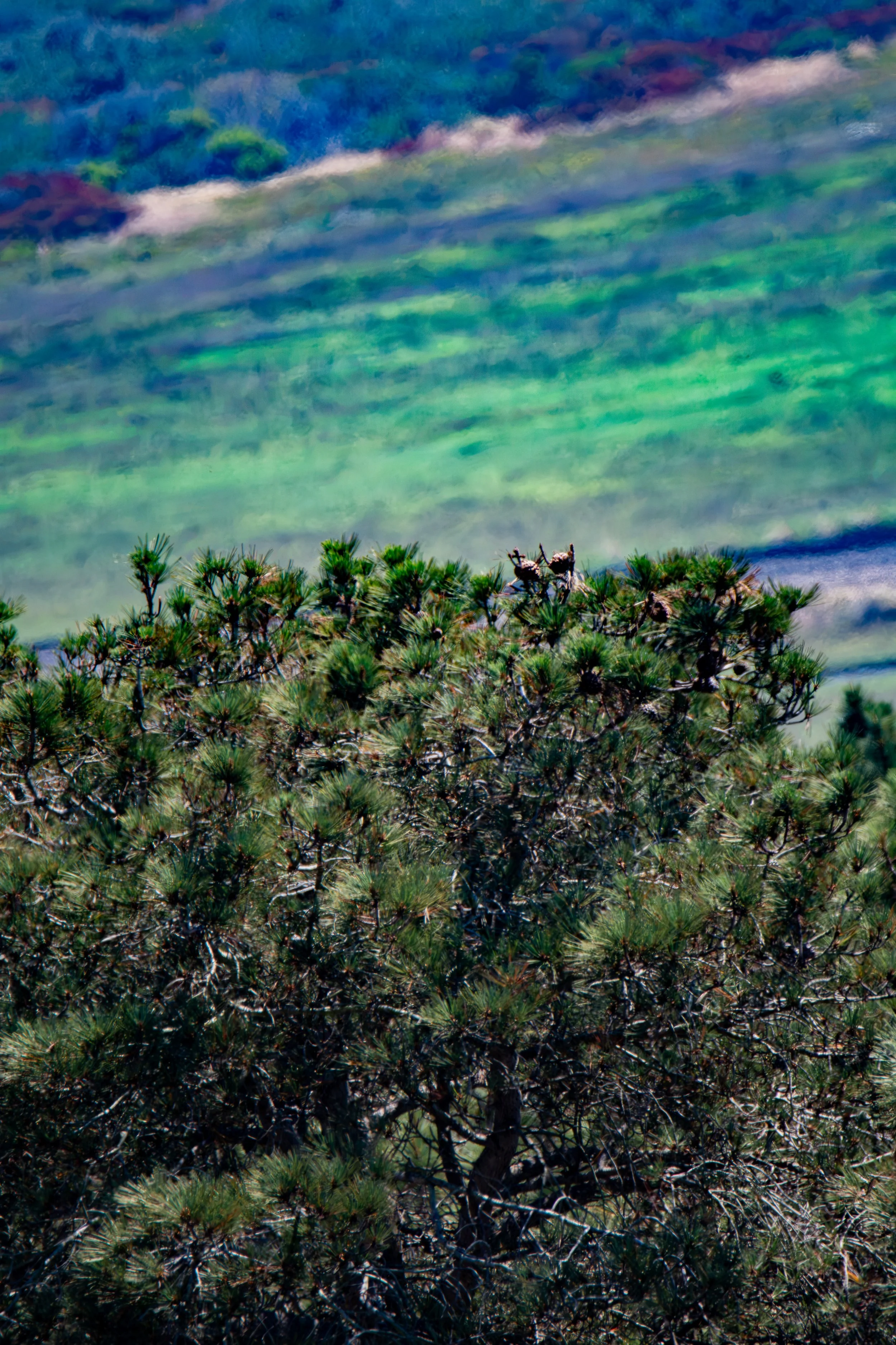 How many pinecones can you find hiding among the needles?