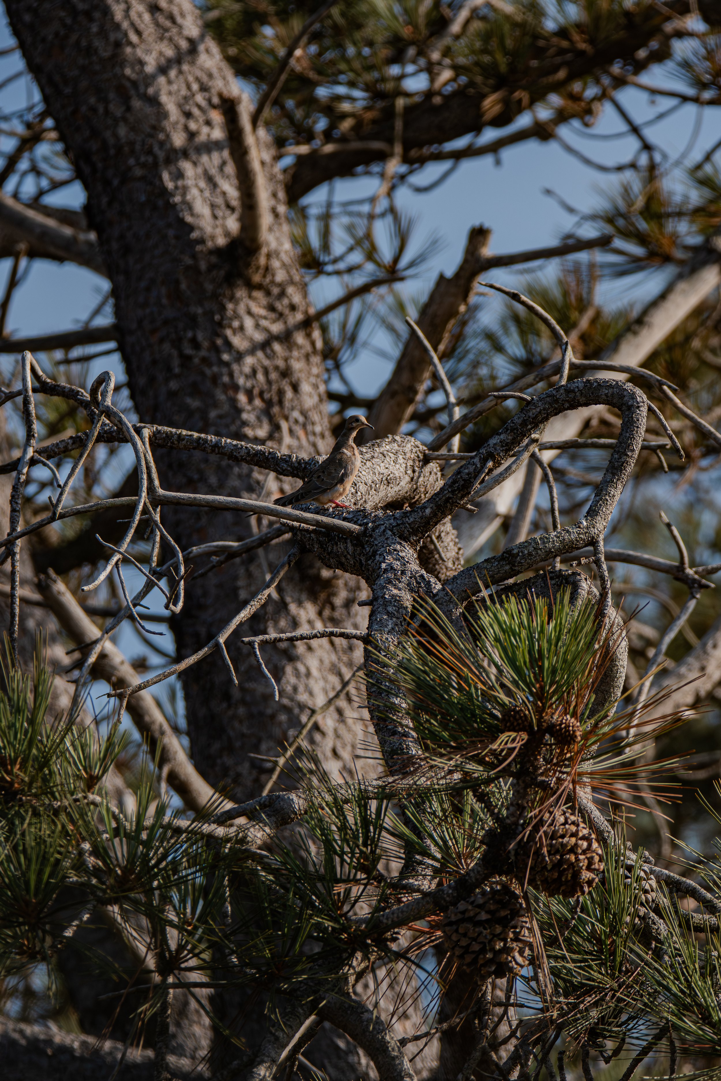 Can you find the little bird among the branches?