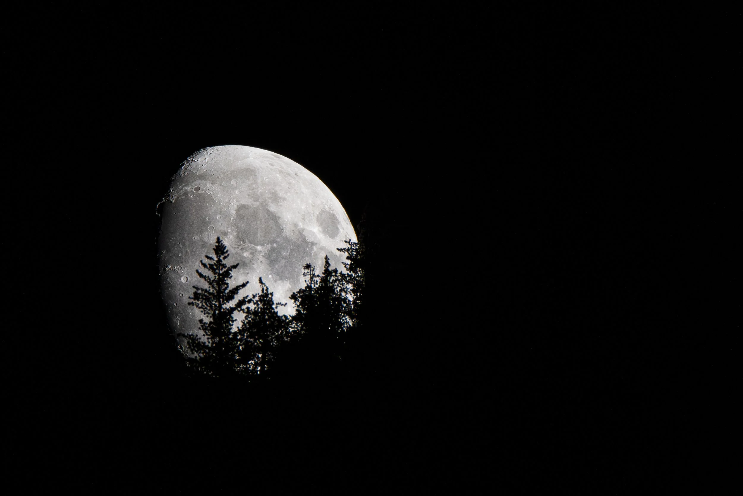 Which do you notice first now: the moon or the trees?