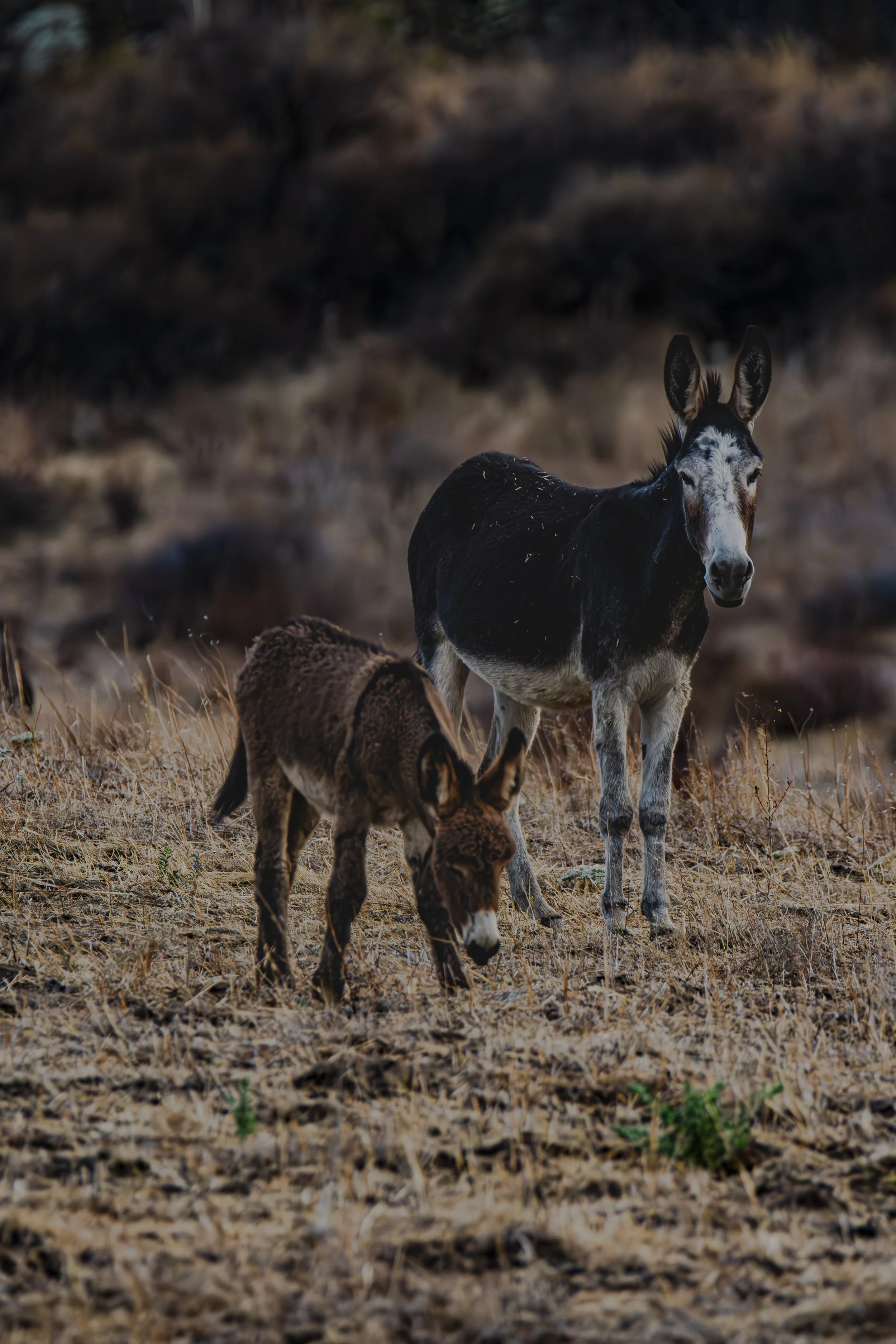 Can you find the baby donkey?
