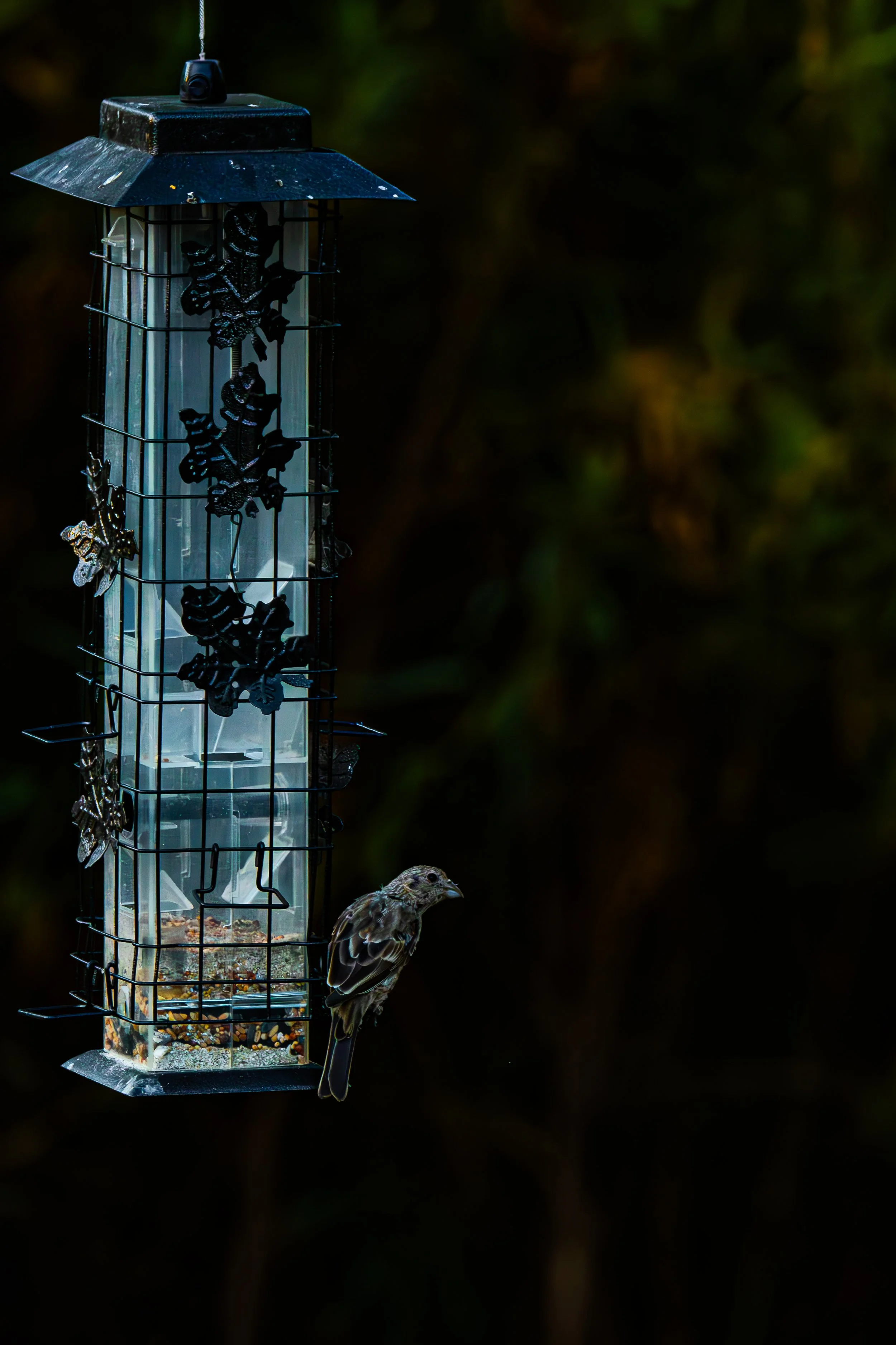 What changes when the bird turns around?