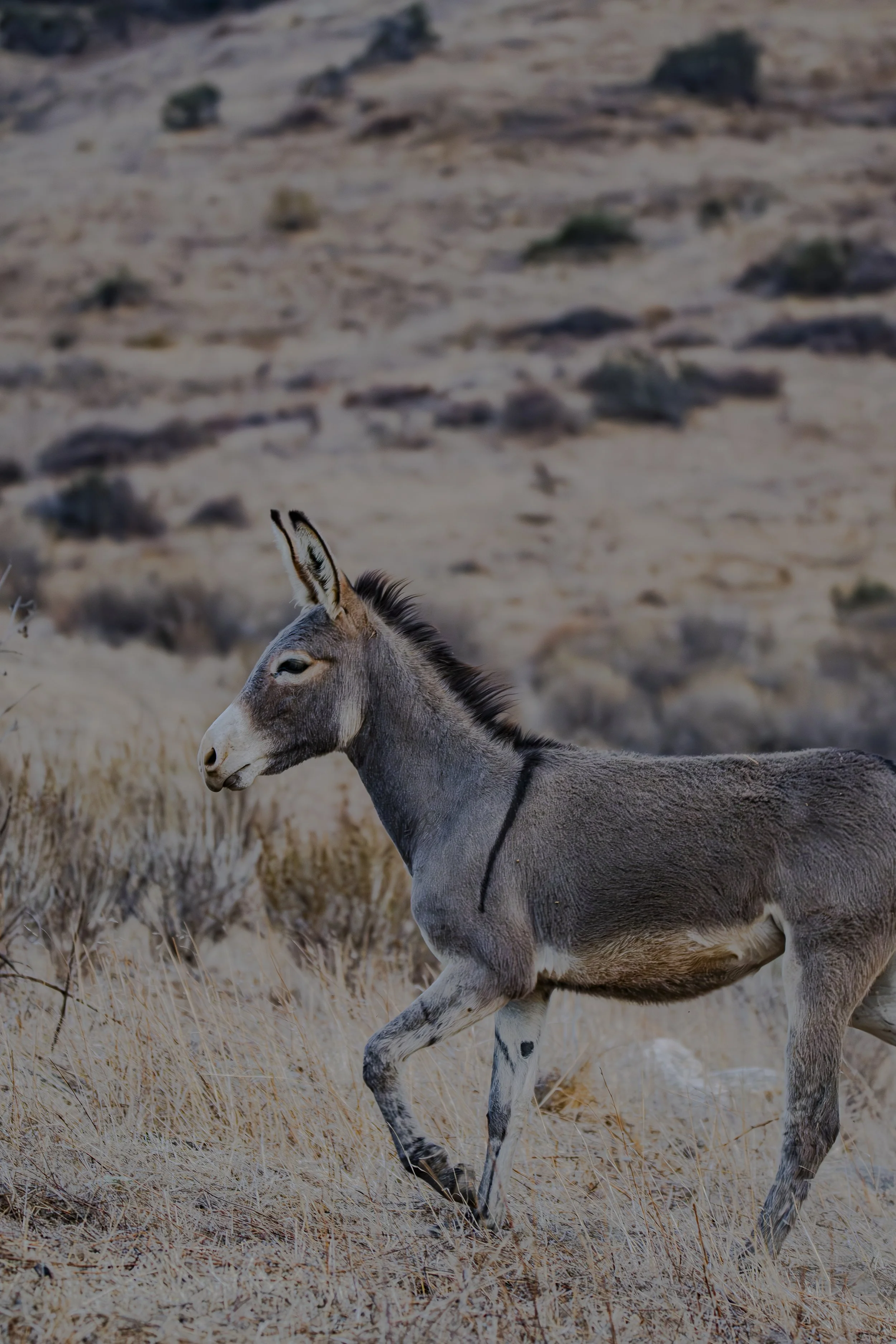 Where do you think this donkey is going?