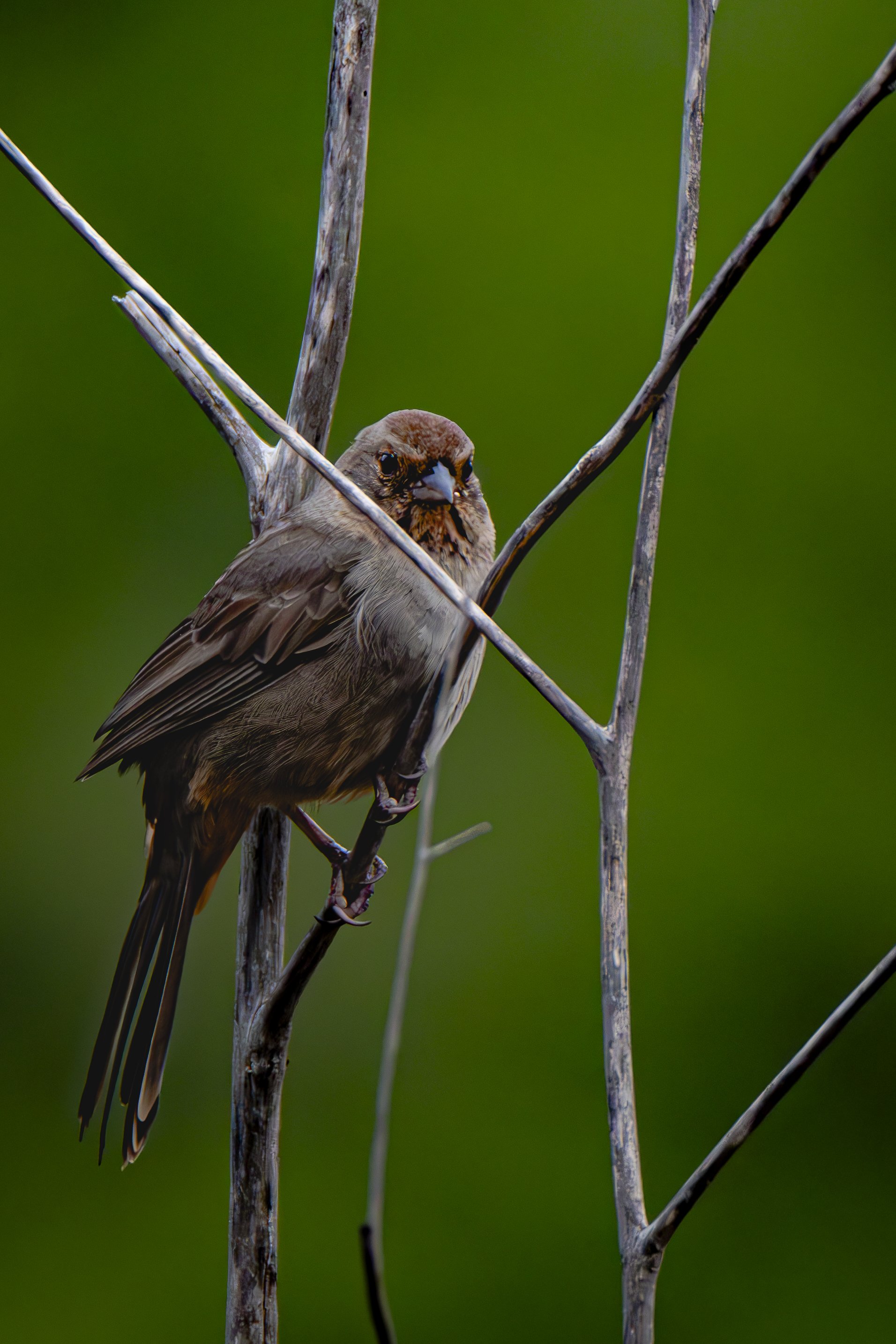 A little closer. Notice the feathers, feet, eyes, and beak.