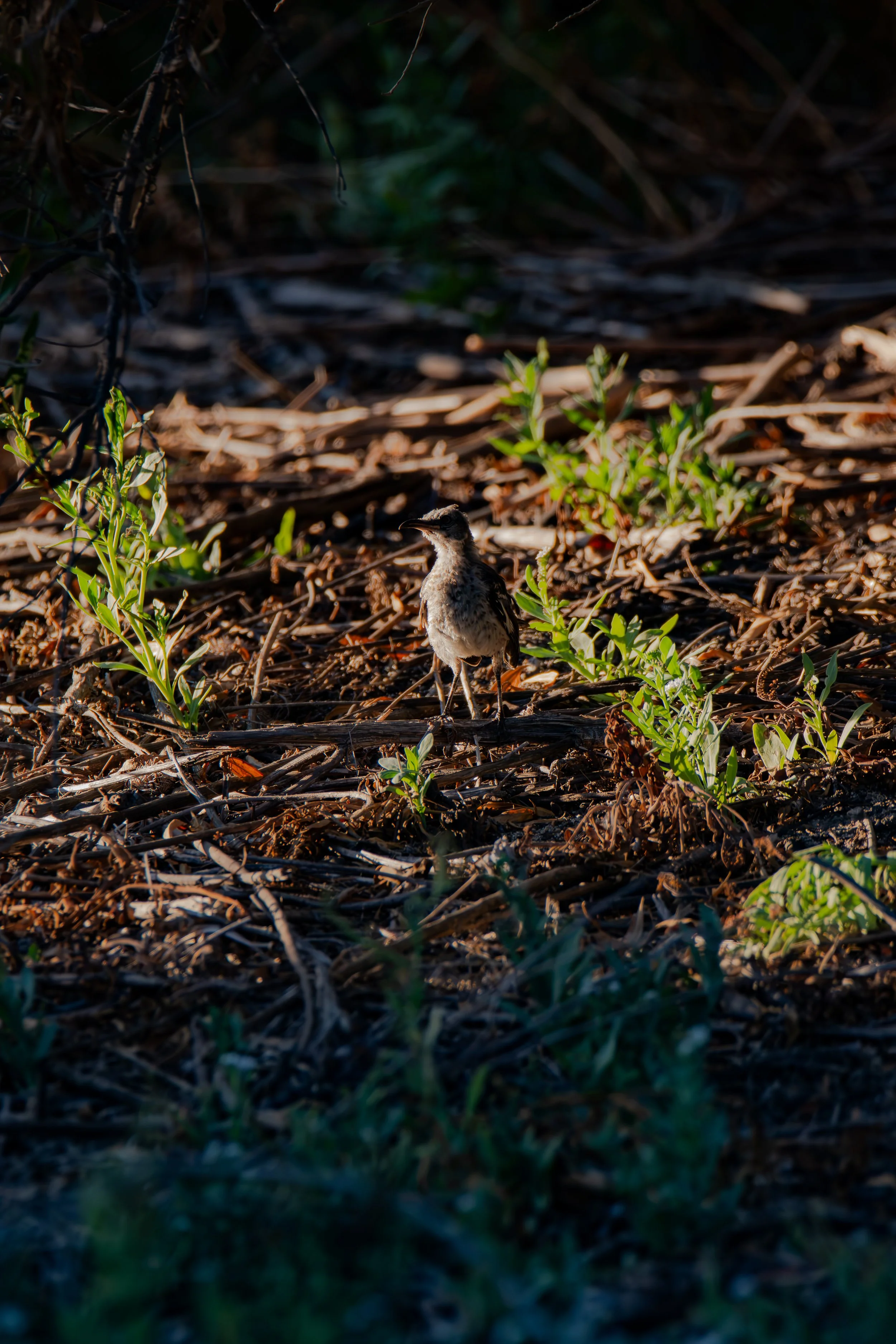 Can you find the tiny bird?