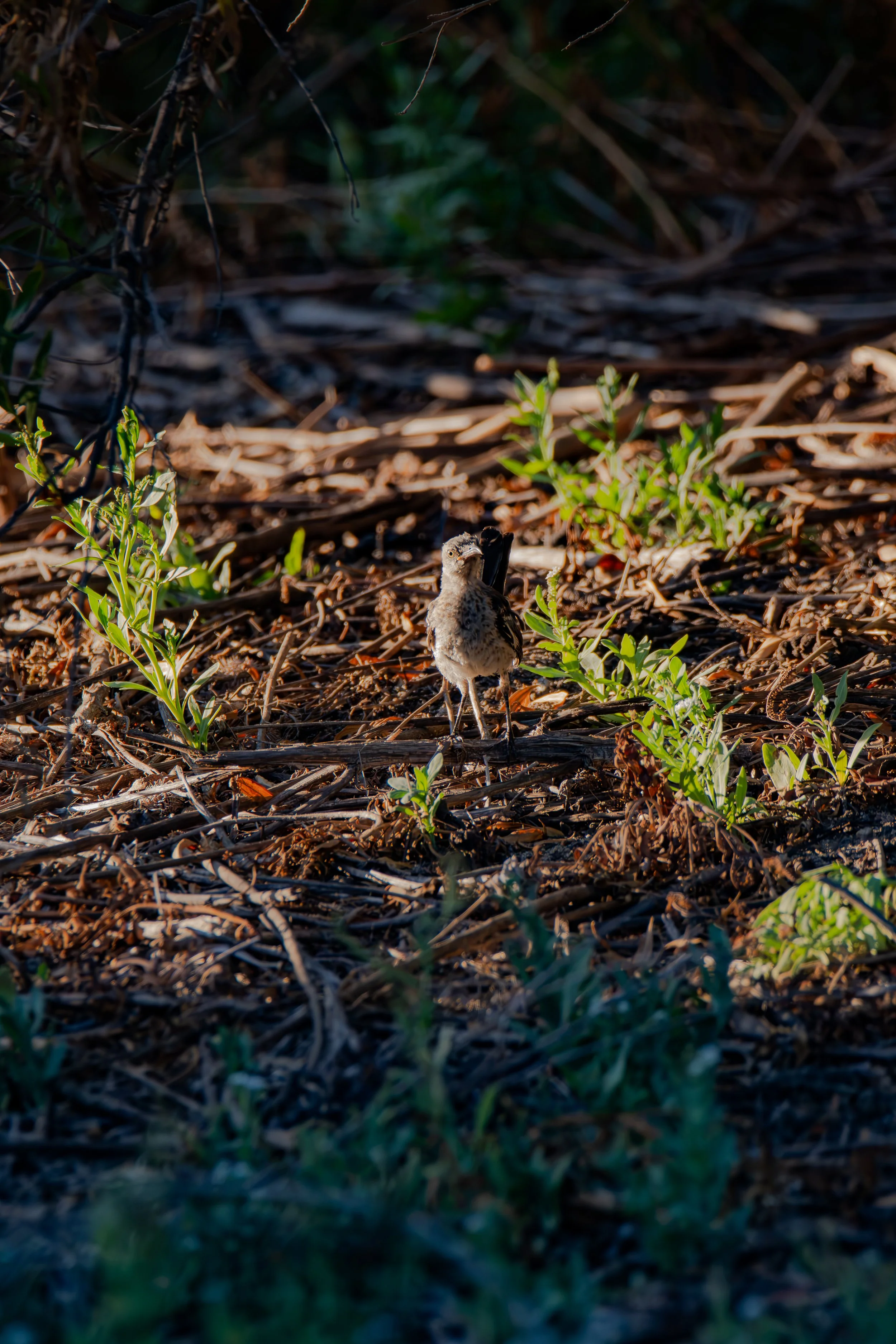 This little bird is watching us. What do you think it sees?