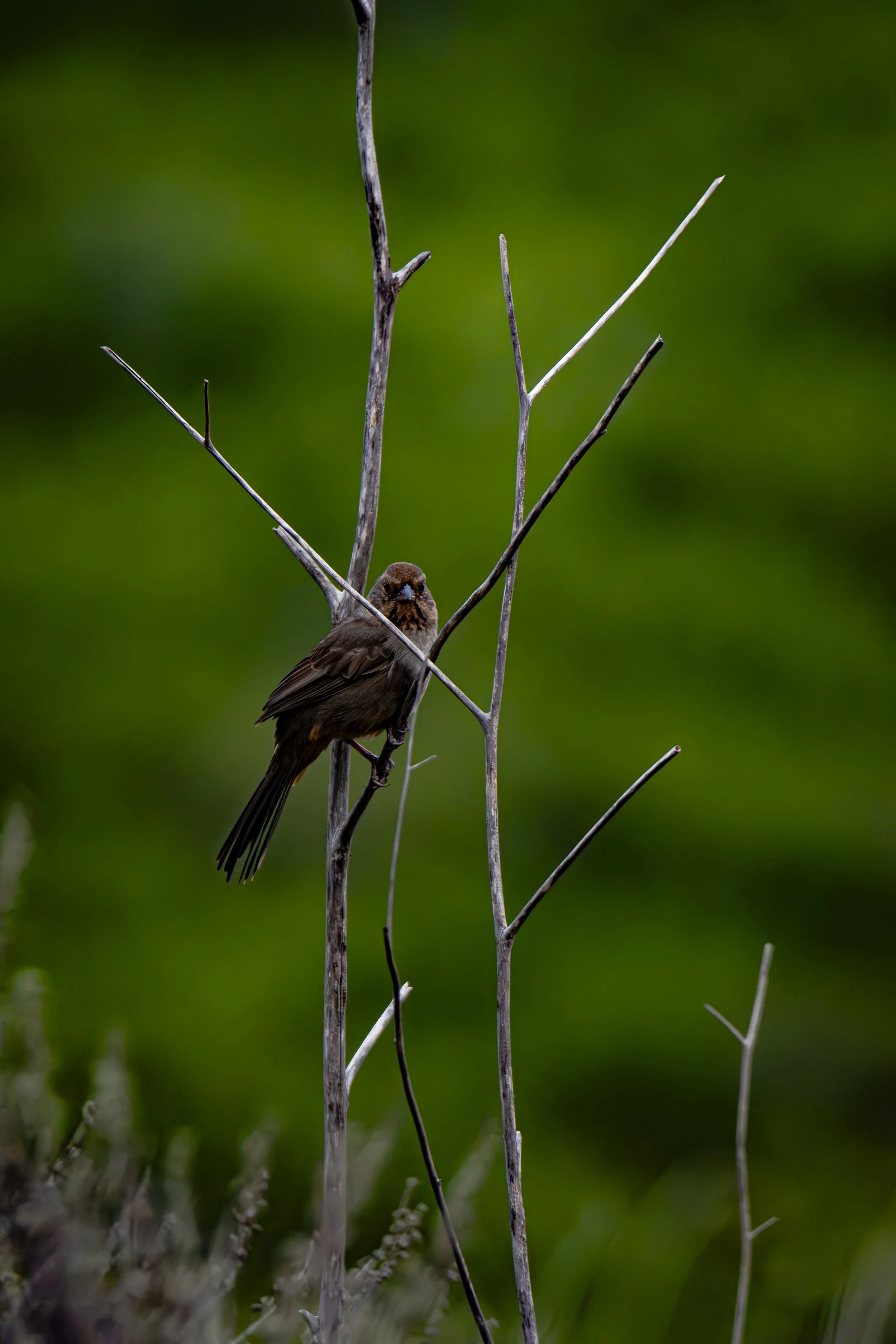 What did you notice first, the bird or the branches?