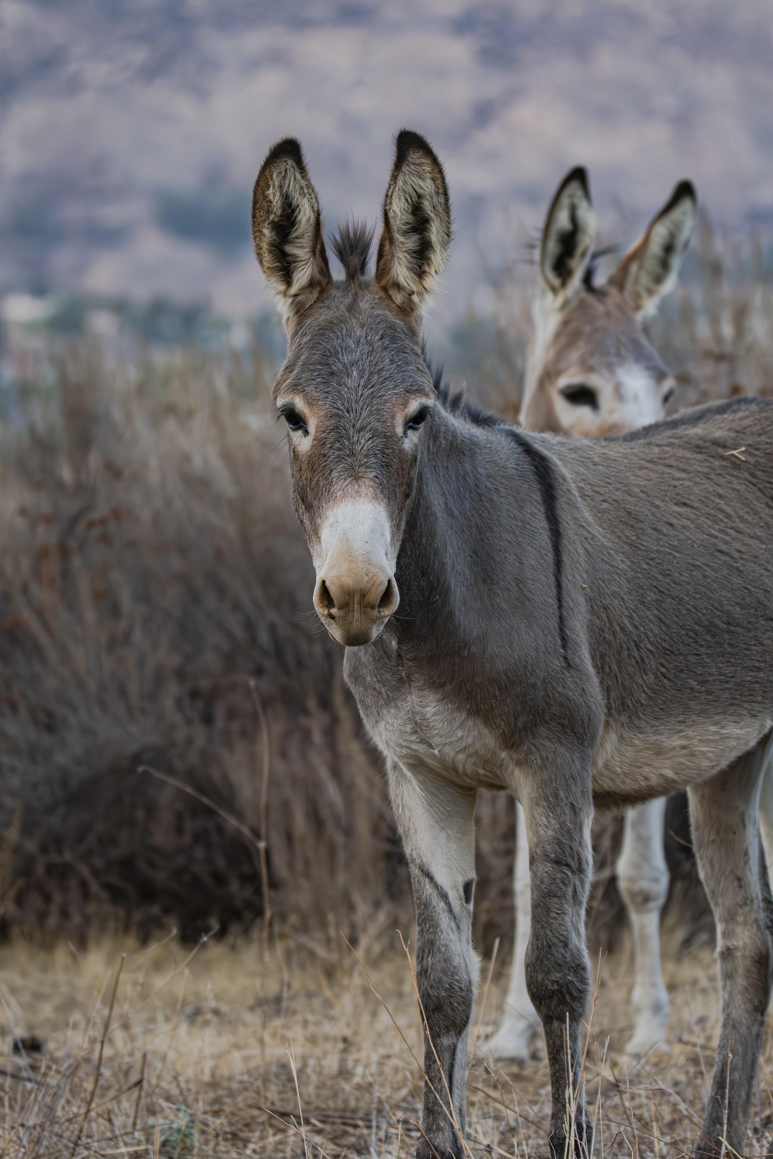 What's helping the donkey hide?