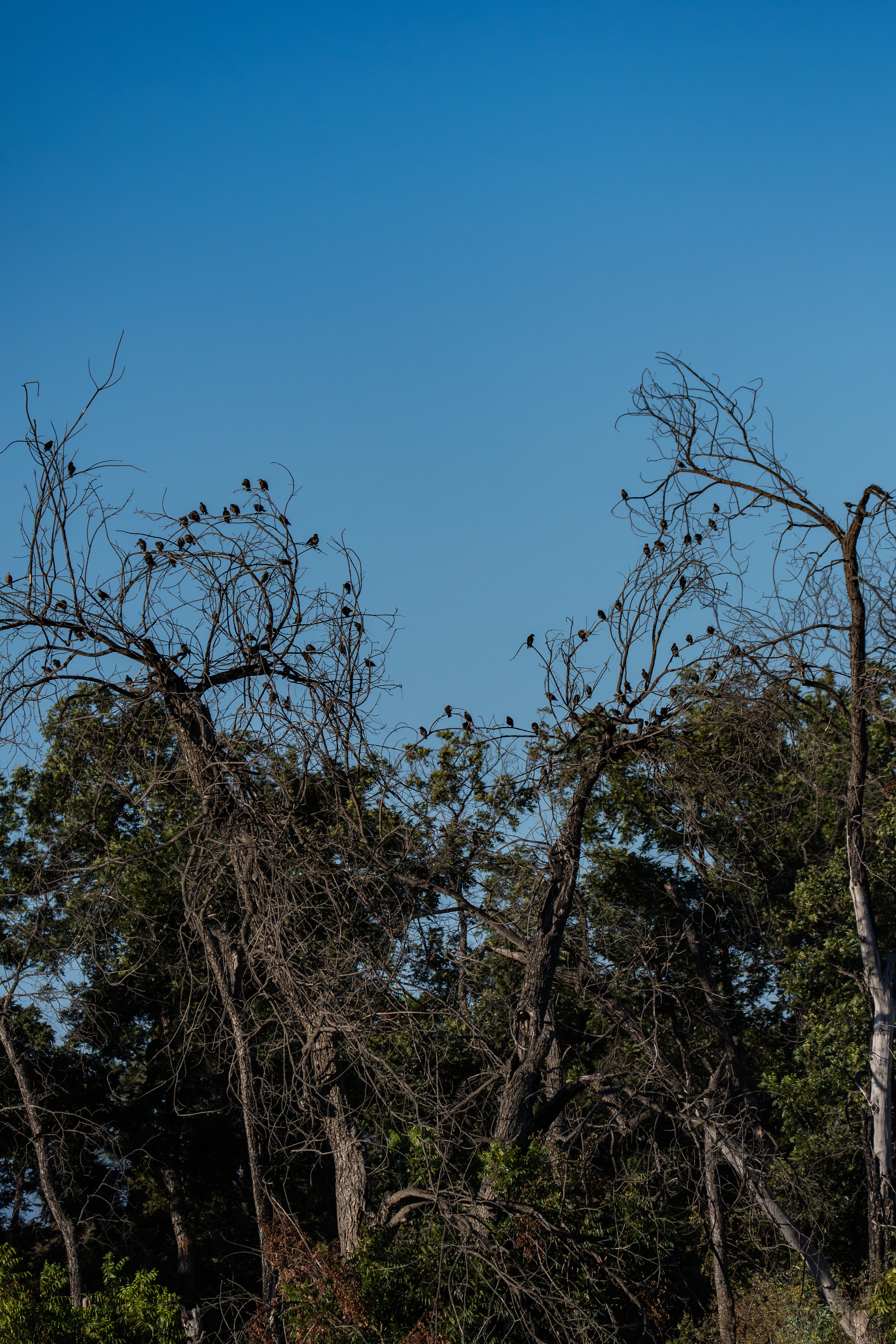 There are birds hiding in this tree. How many can you find?