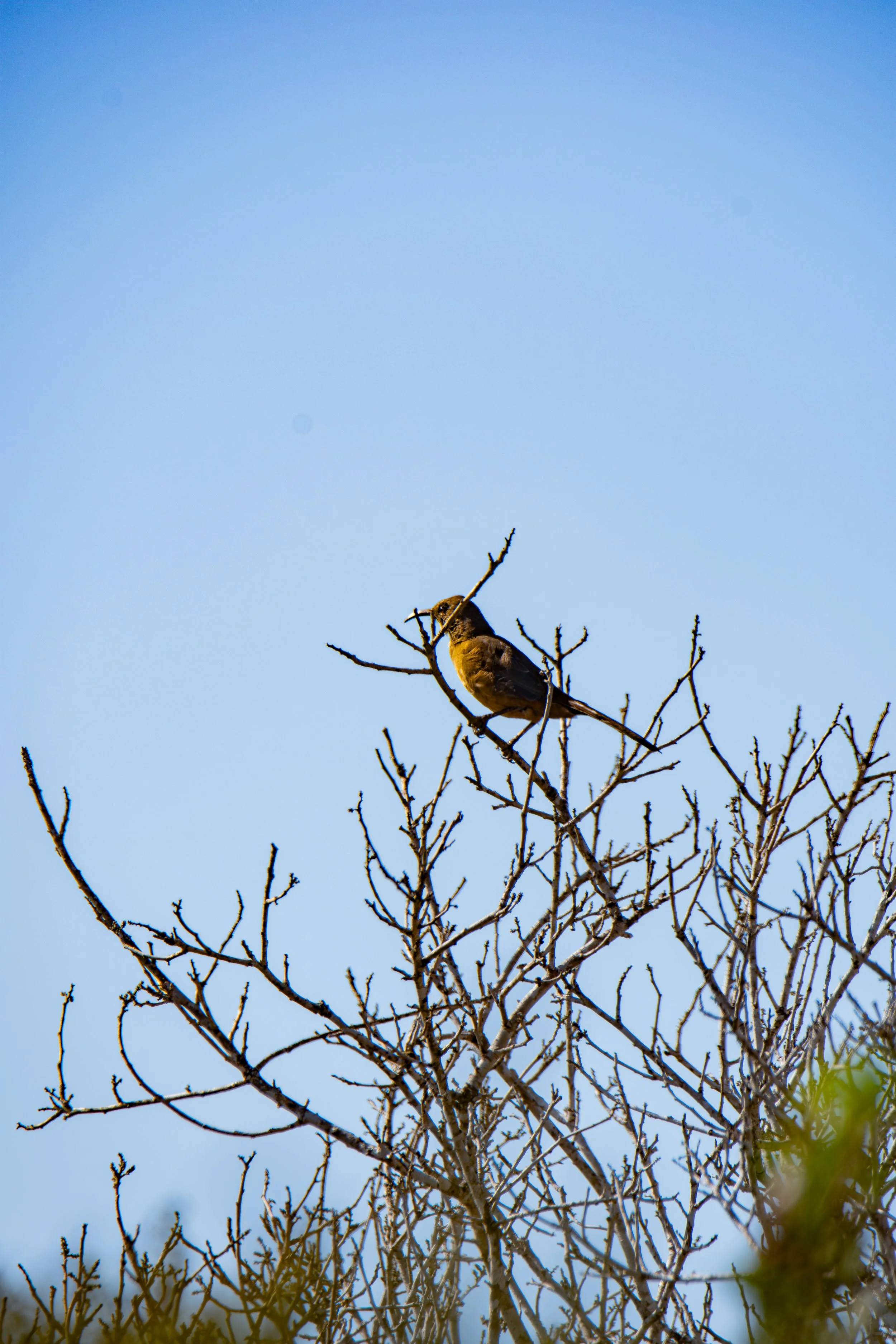 A different perspective changes what we see. What did you notice about this bird that you missed before?