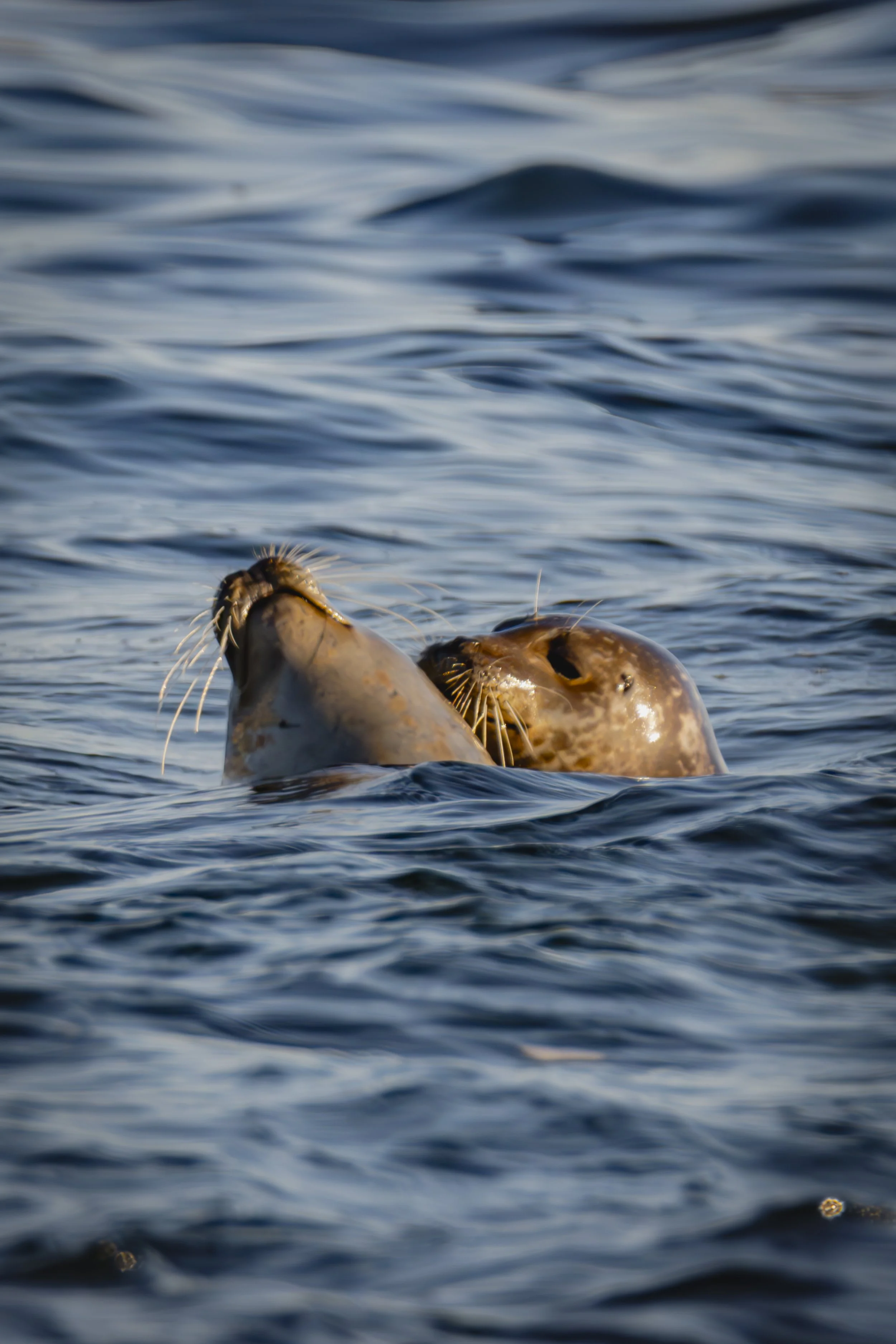 Take your time. How many seals can you find?
