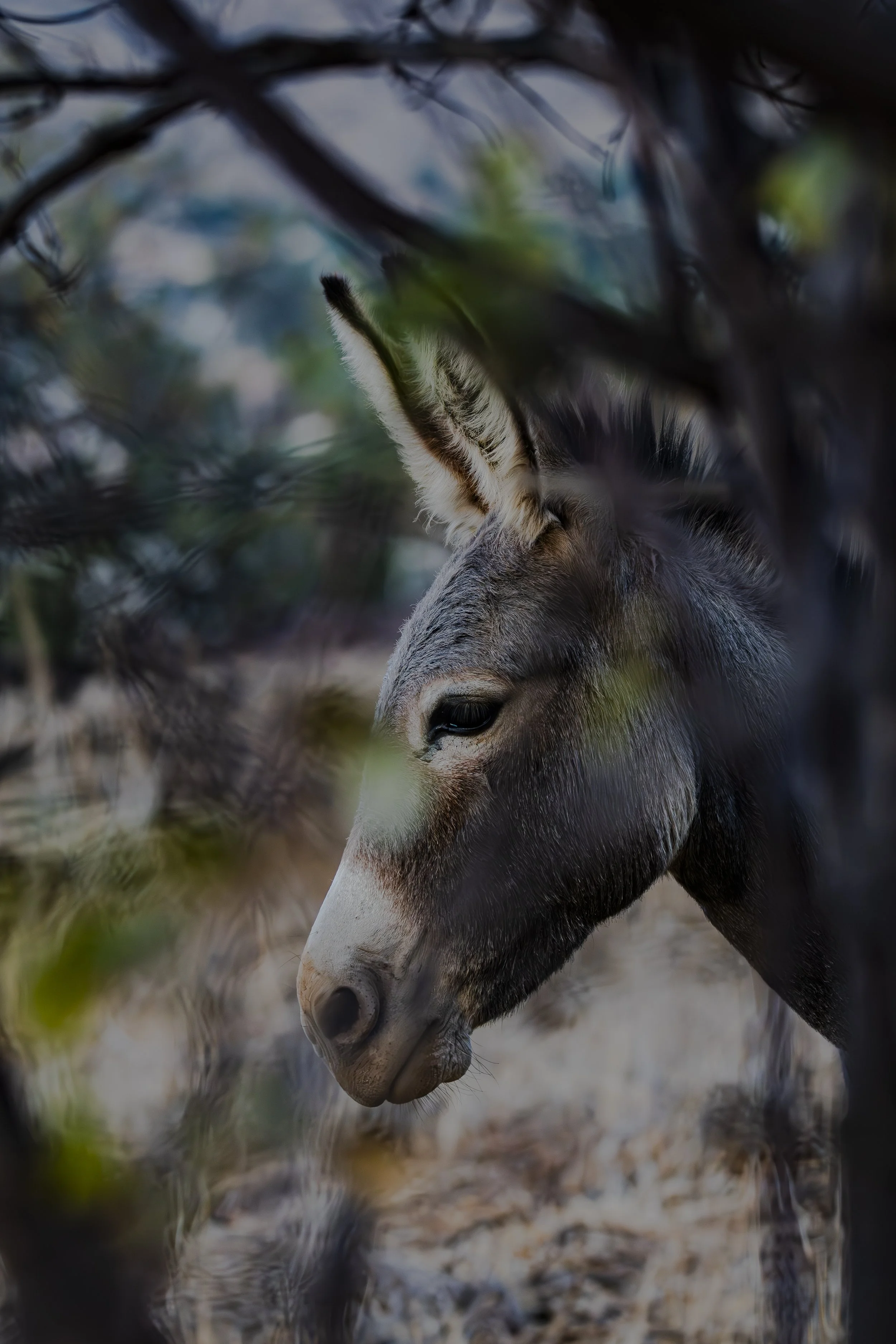 What about here, can you find the donkey hiding behind the branches?