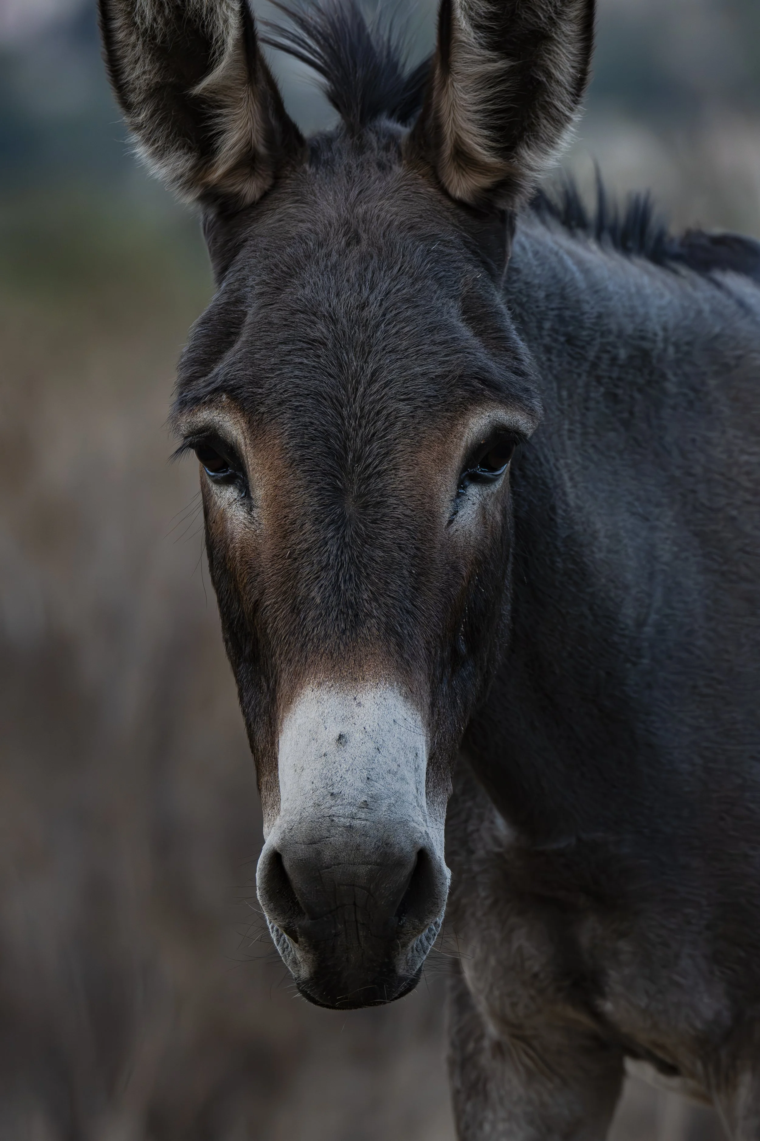 Where do you think this donkey is going?