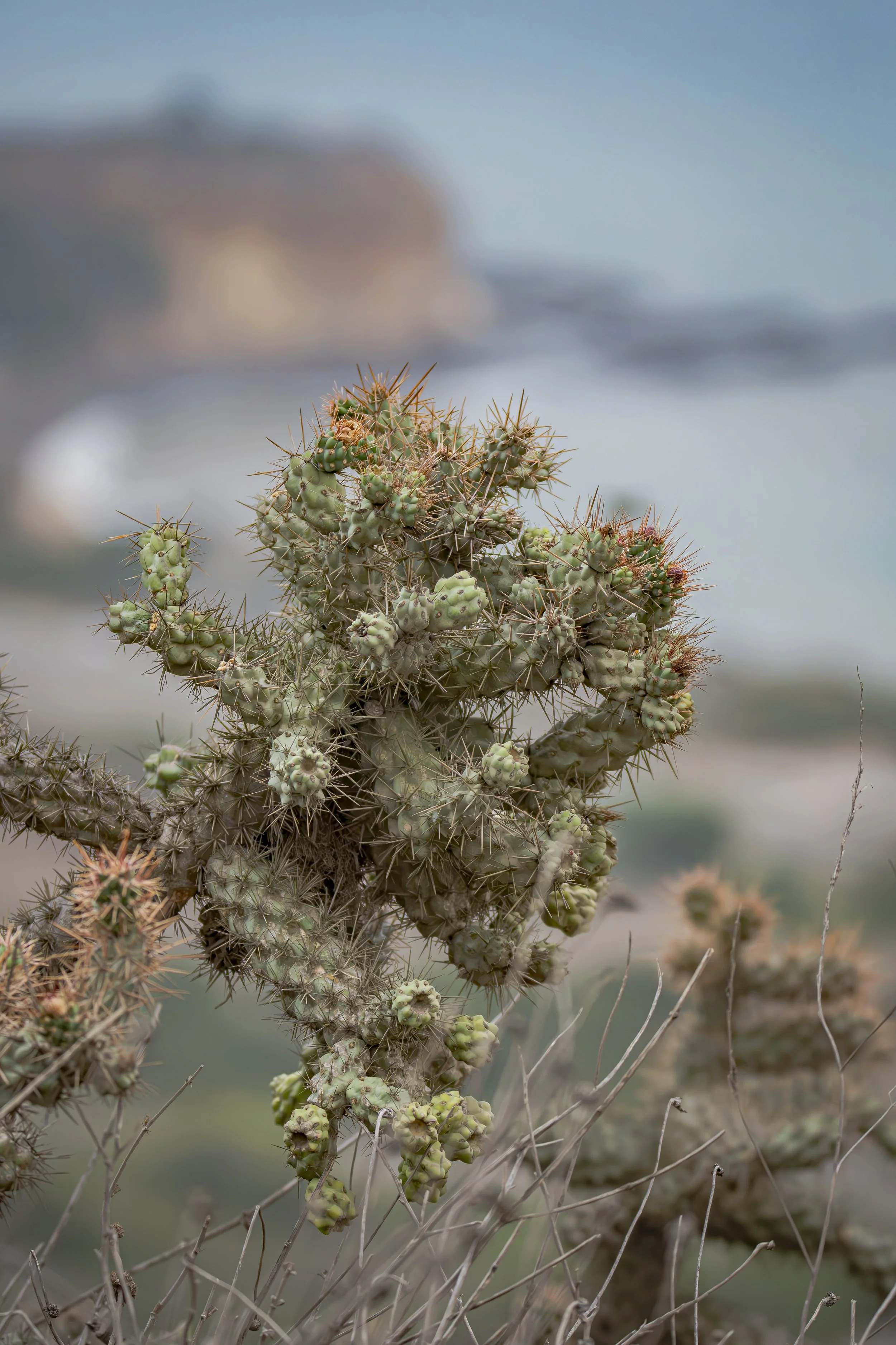 Same cactus. Different view. What do you notice now that you didn’t before?