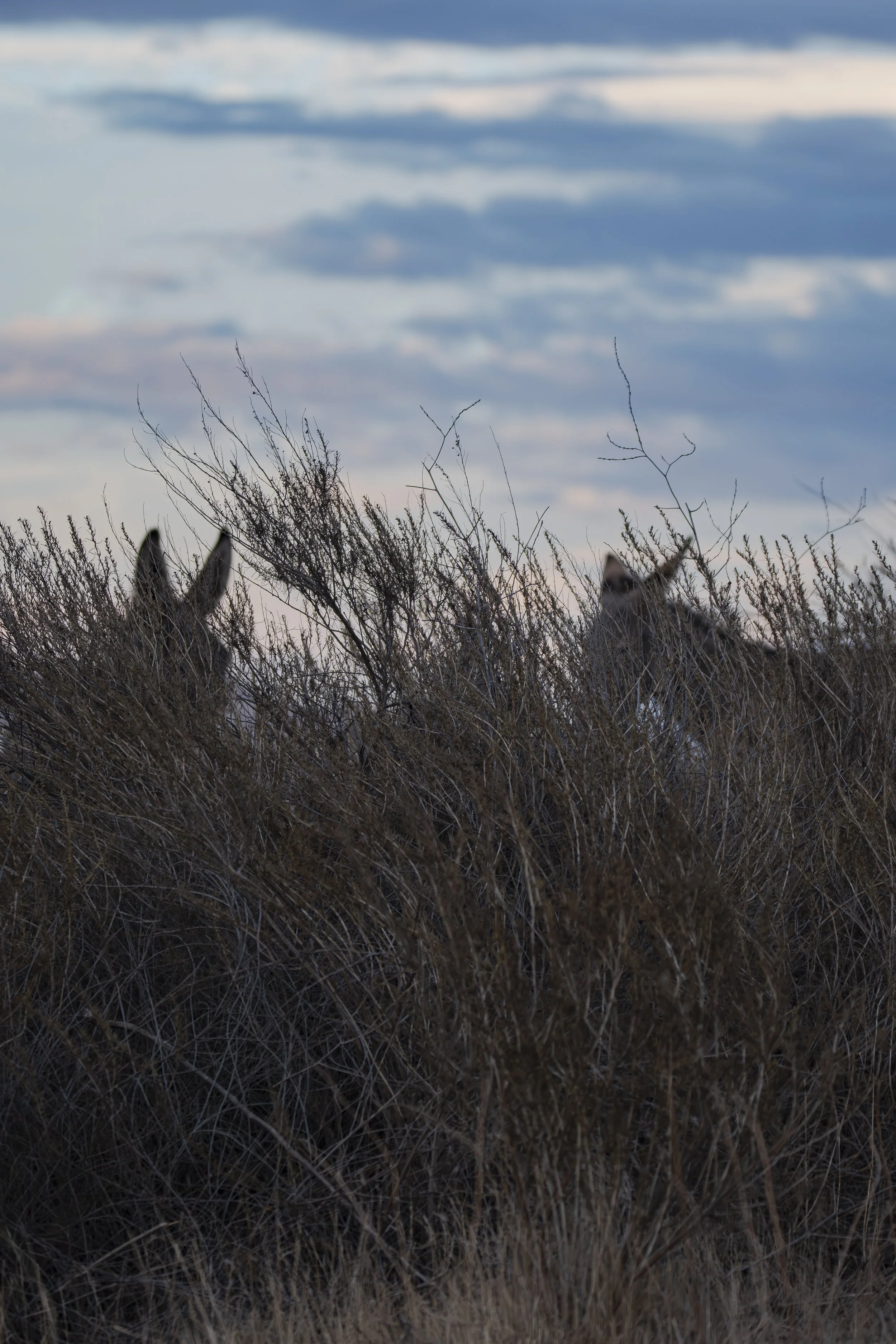 Can you find four ears hiding in the bushes?