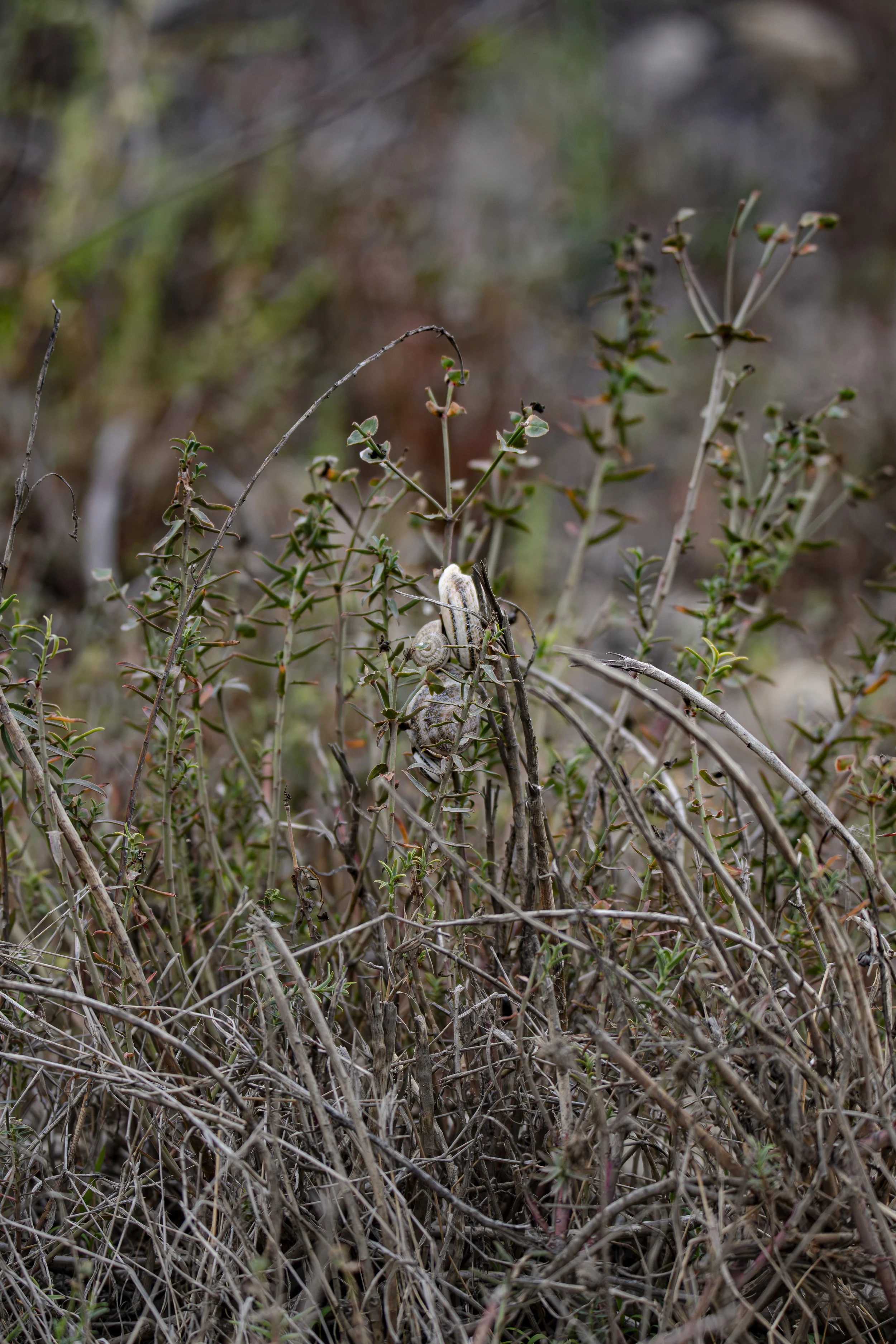 Look closer. How many snails can you find?