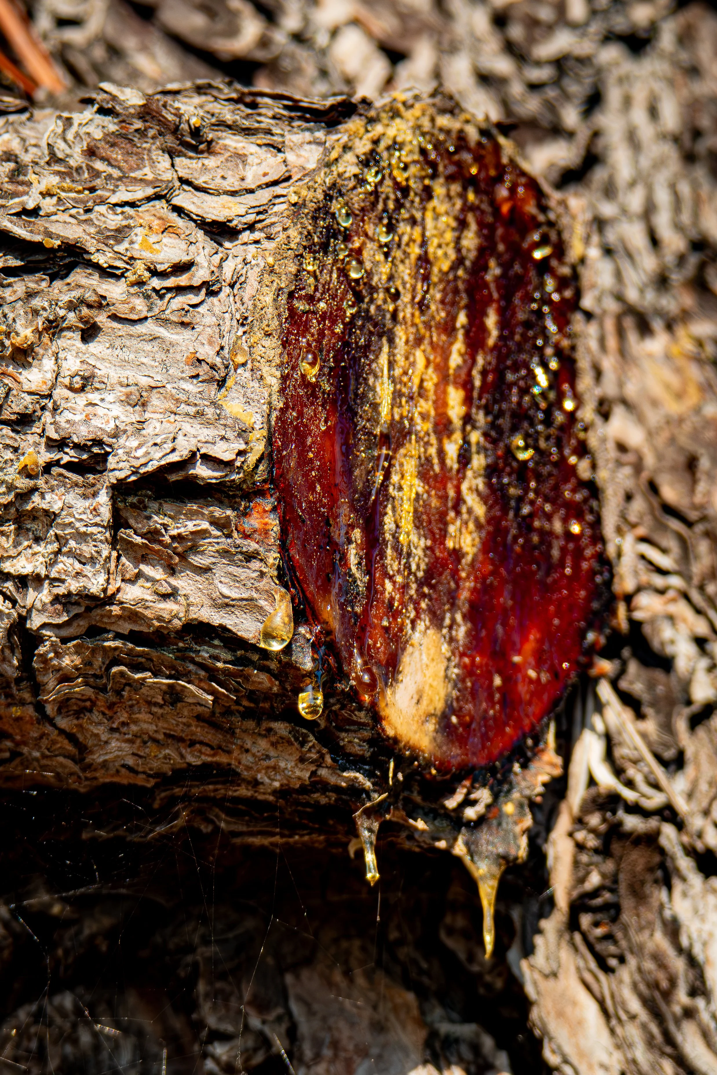 This is golden amber resin dripping from a tree wound