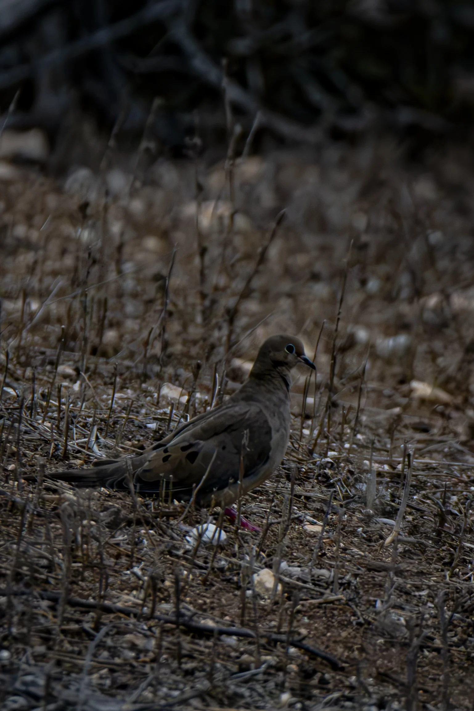 Look closer. How many colors can you find in a bird that first looks brown?