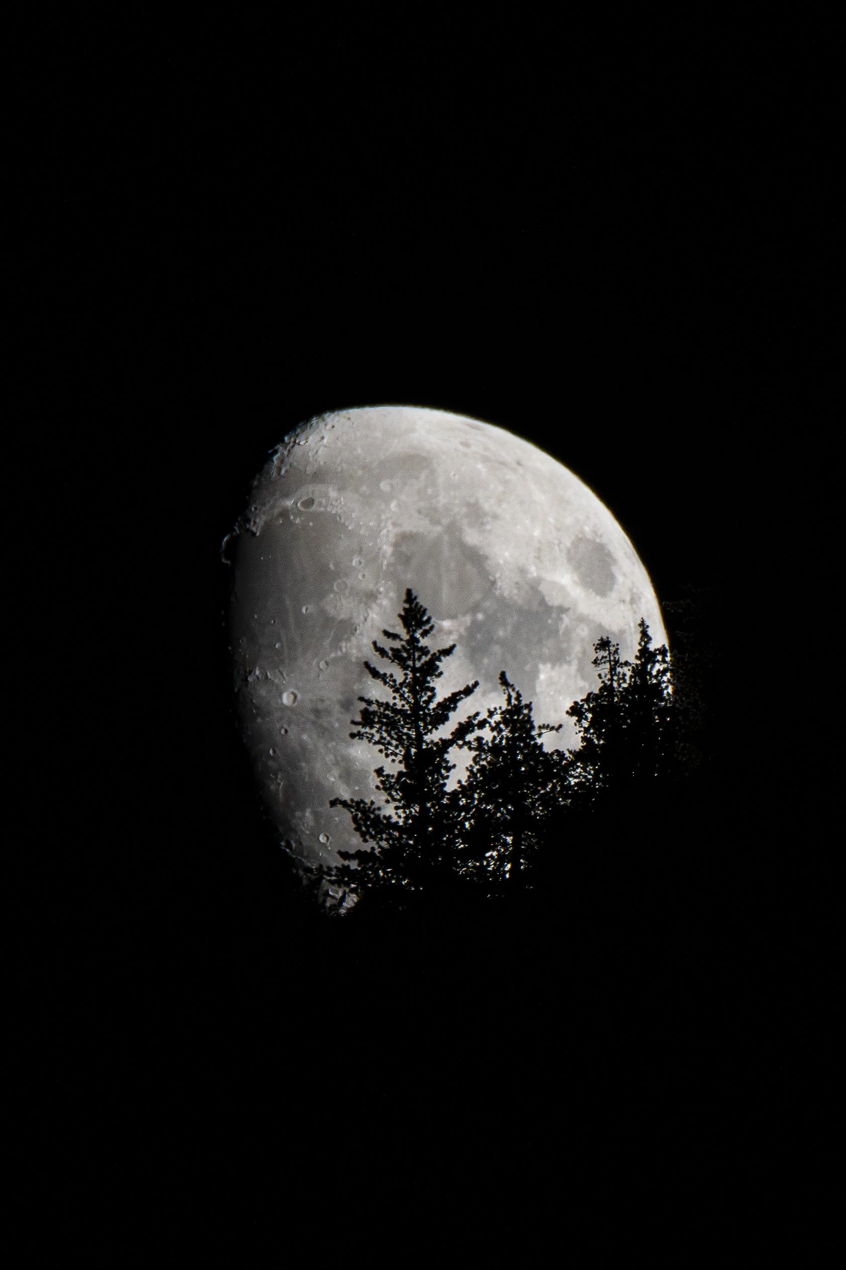 How many individual tree silhouettes can you find against the moon?