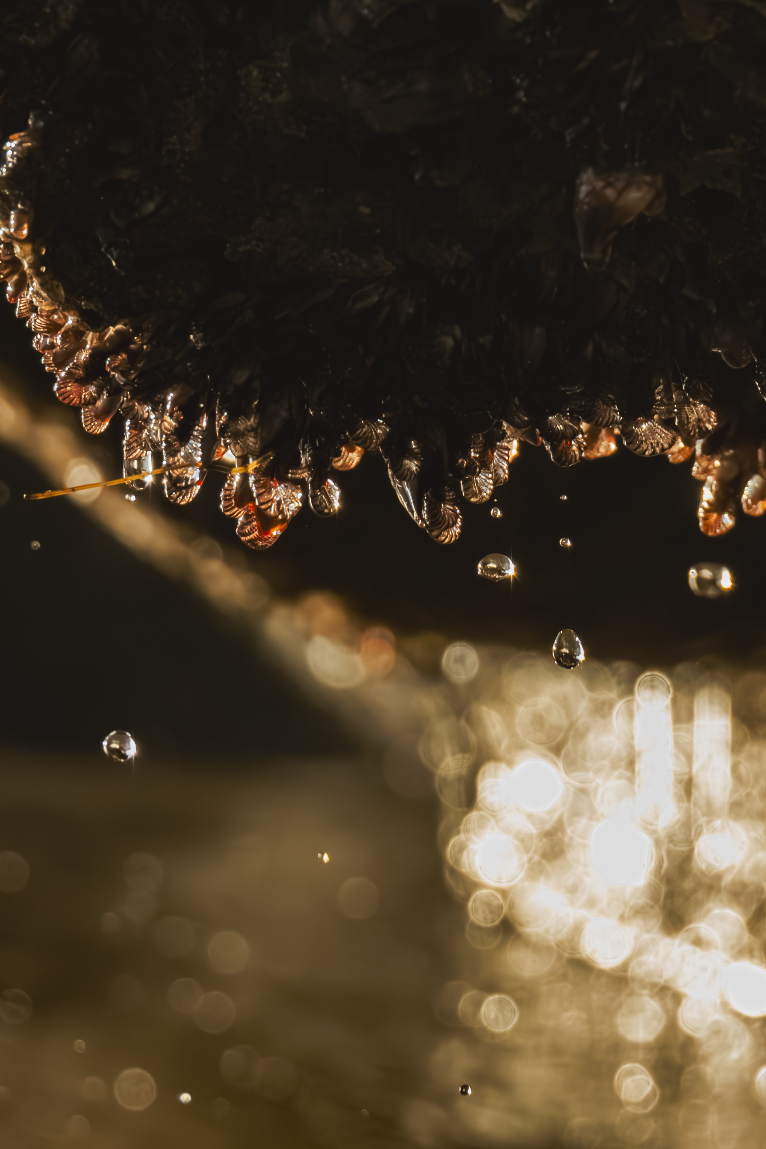 Look closer. What details become visible through the light?