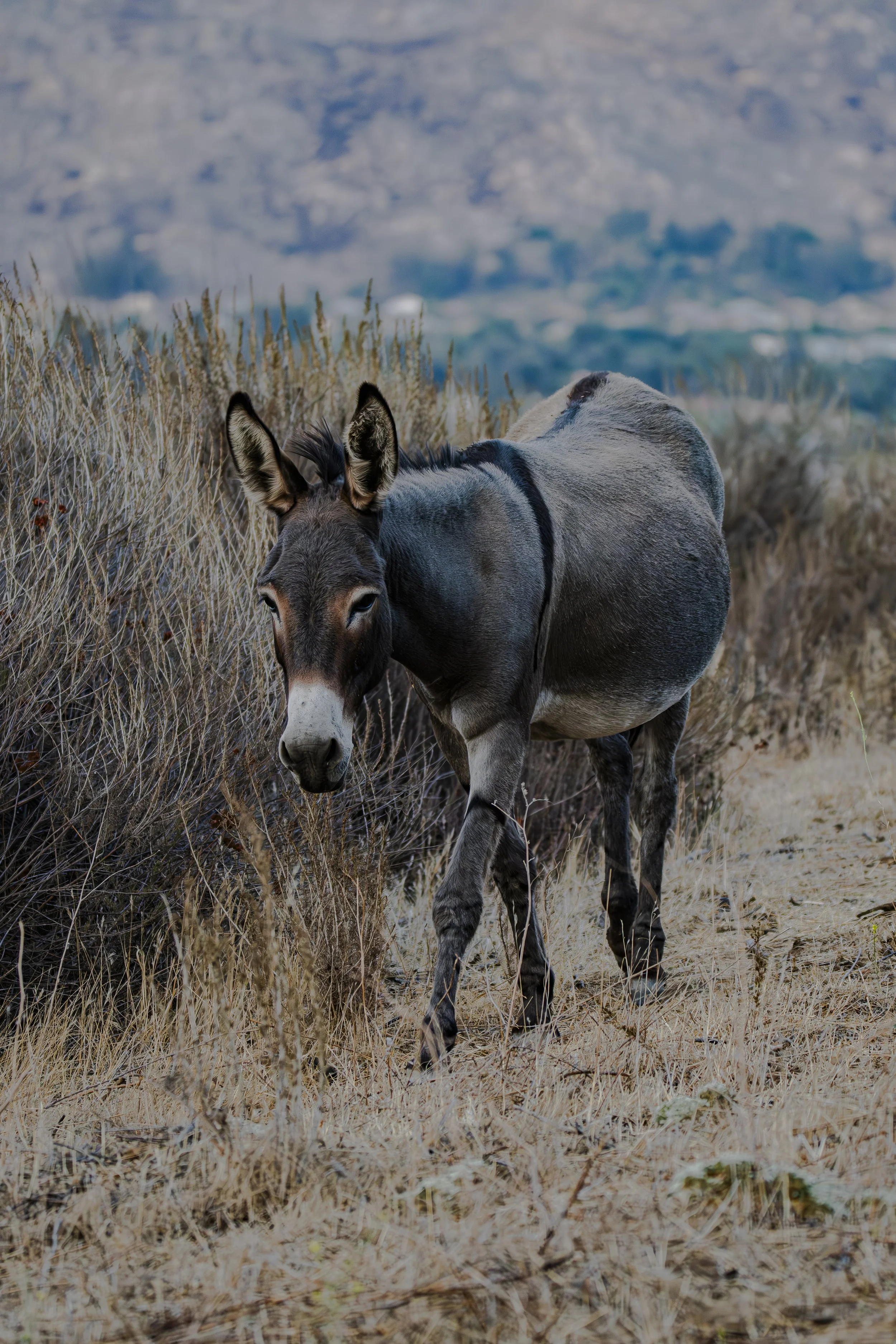 Did you see the donkey right away?