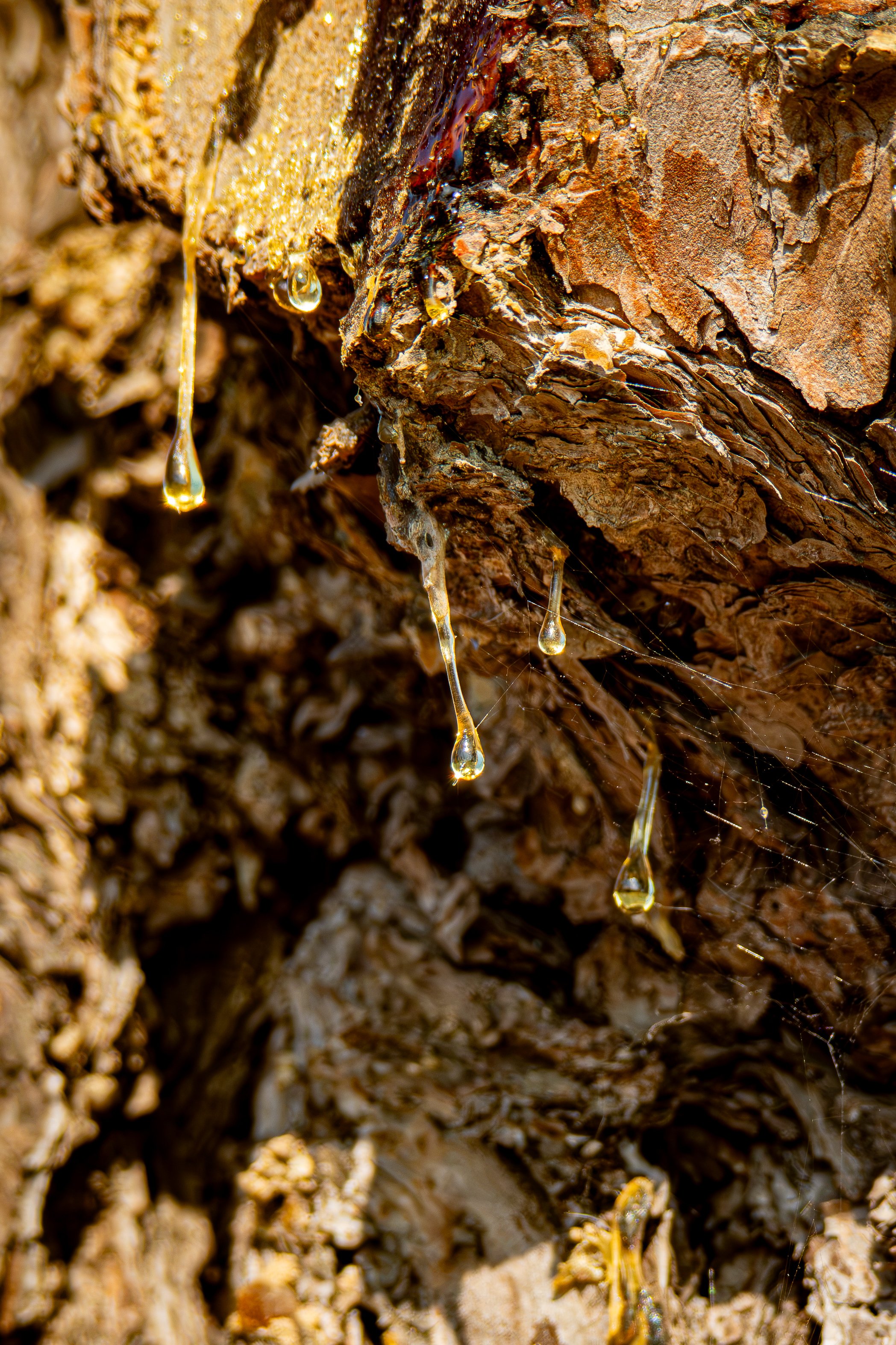 Look Closer...how many drips can you count?