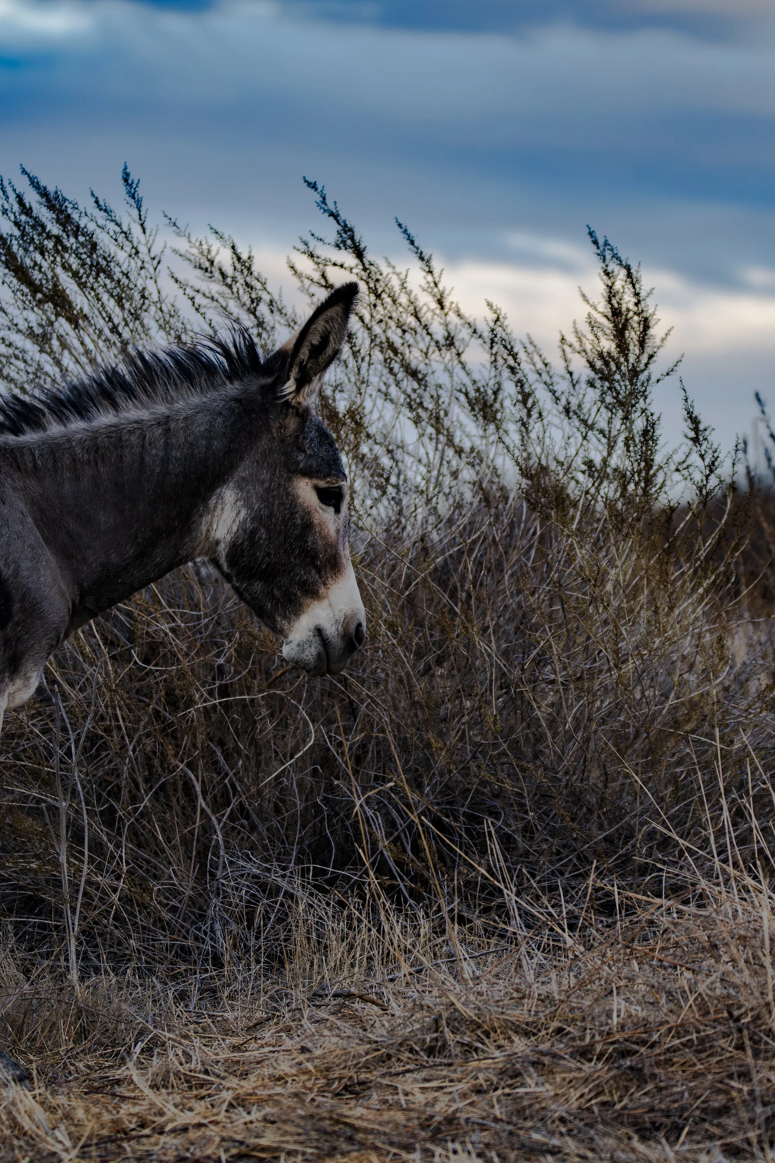 How many different colors can you find on this donkey?