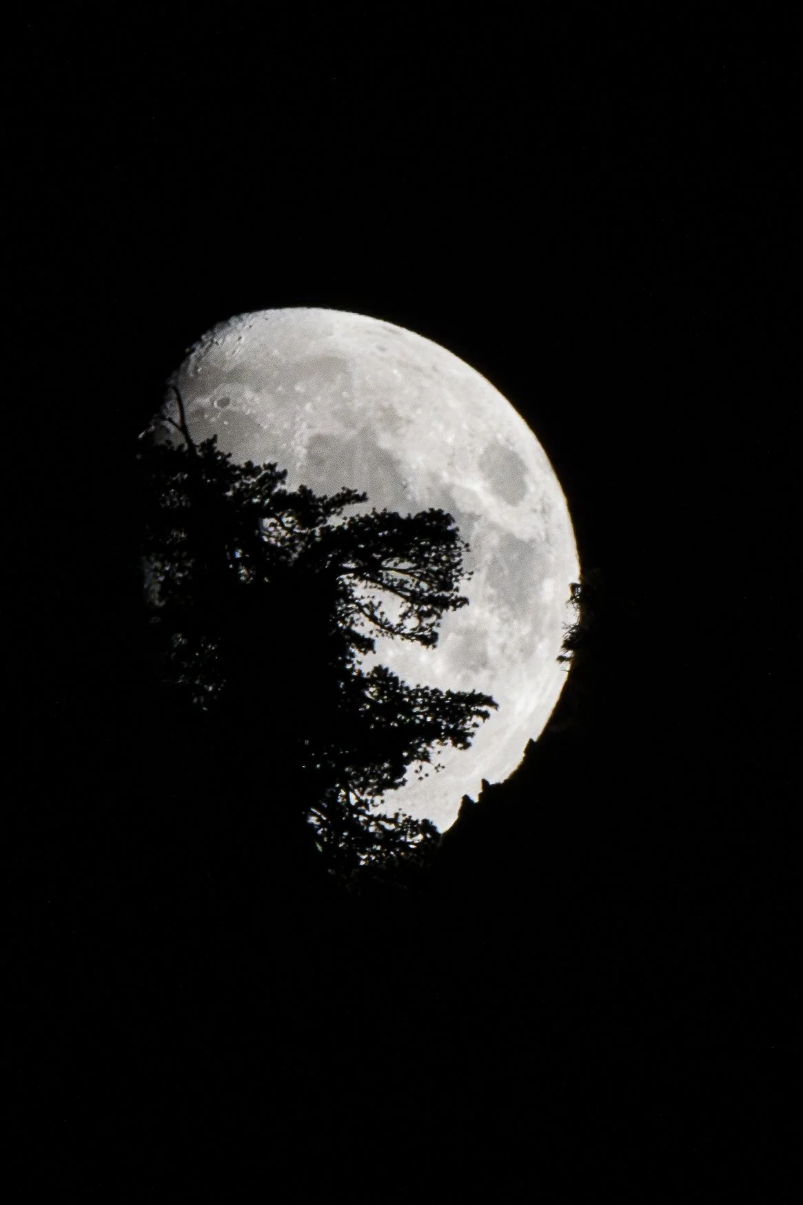 Find the spaces between the branches where moonlight still comes through.