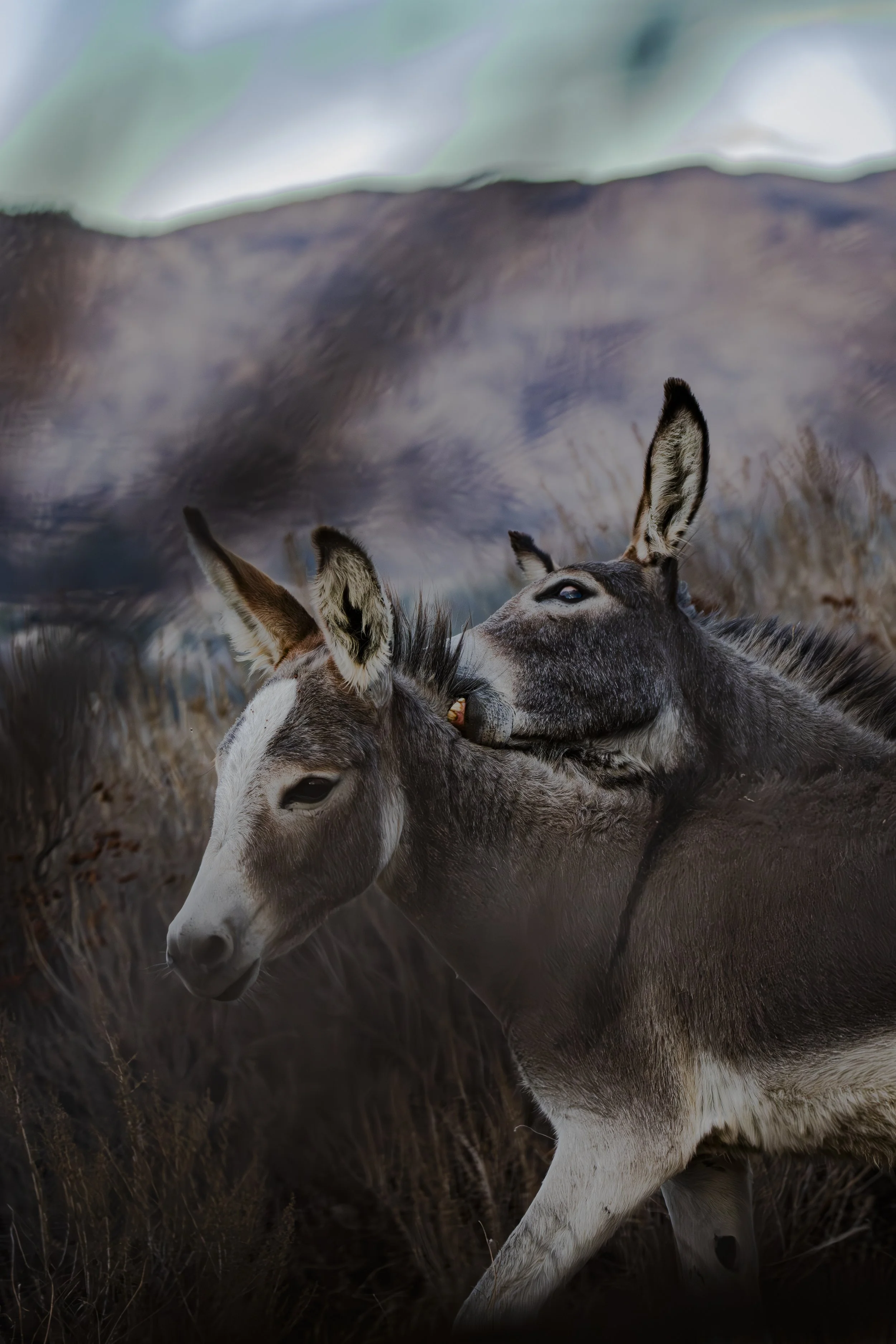 Do you think donkeys like being close to their friends?
