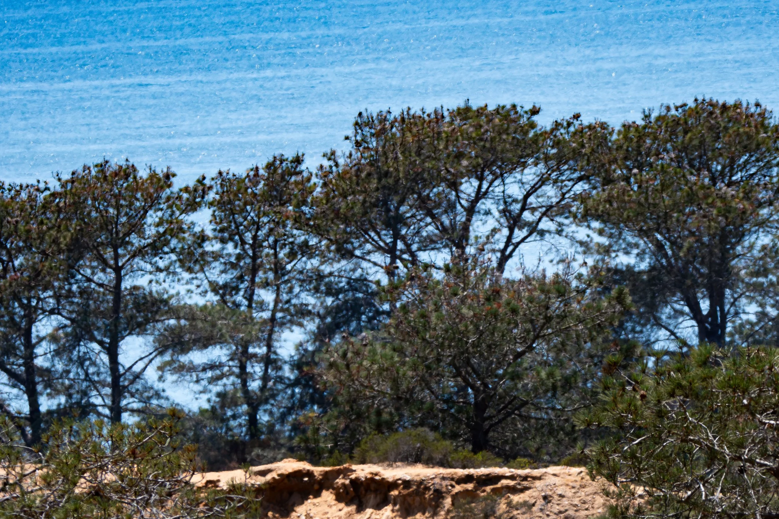 Look closer. What do you notice between the branches?