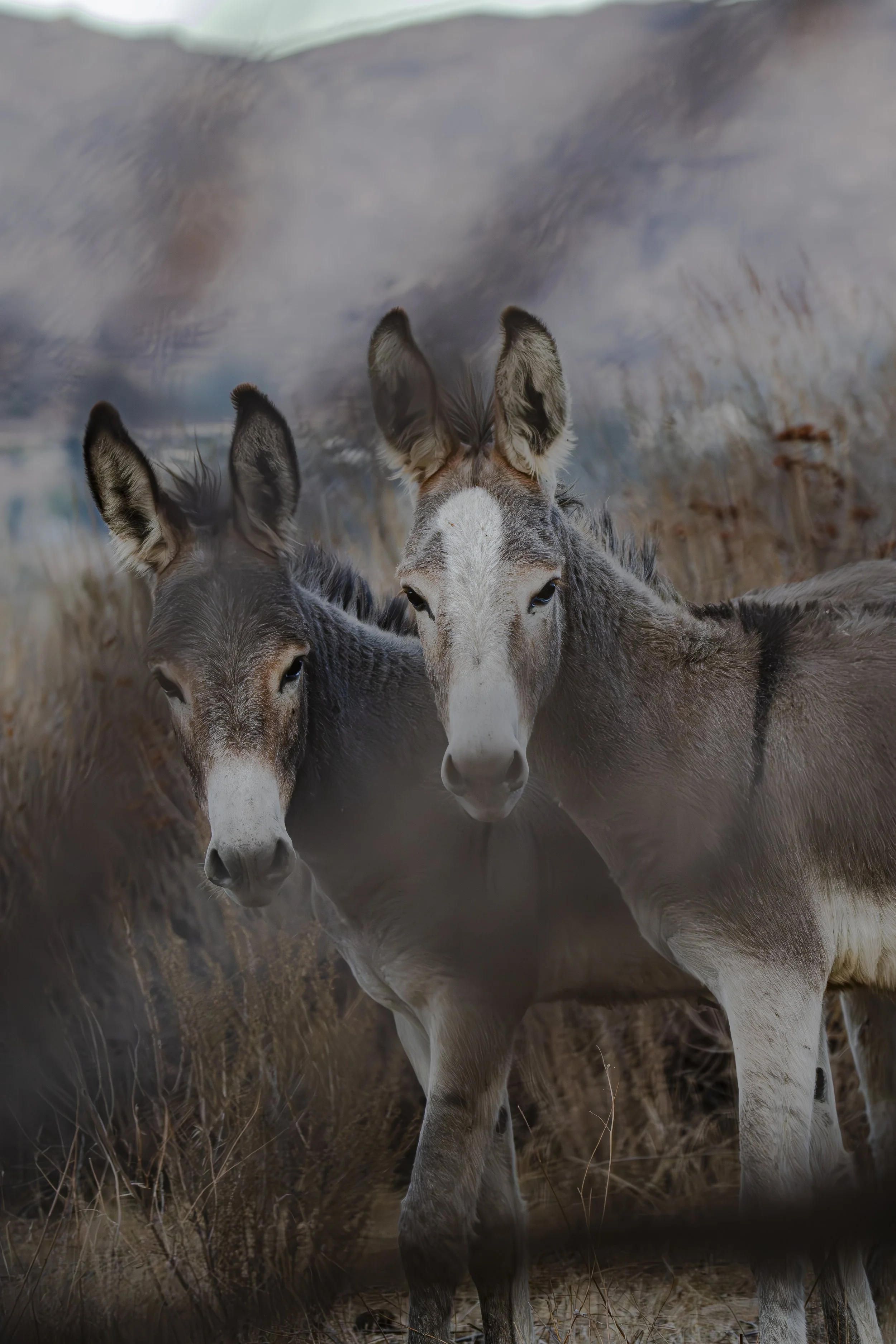 How many ears can you count?