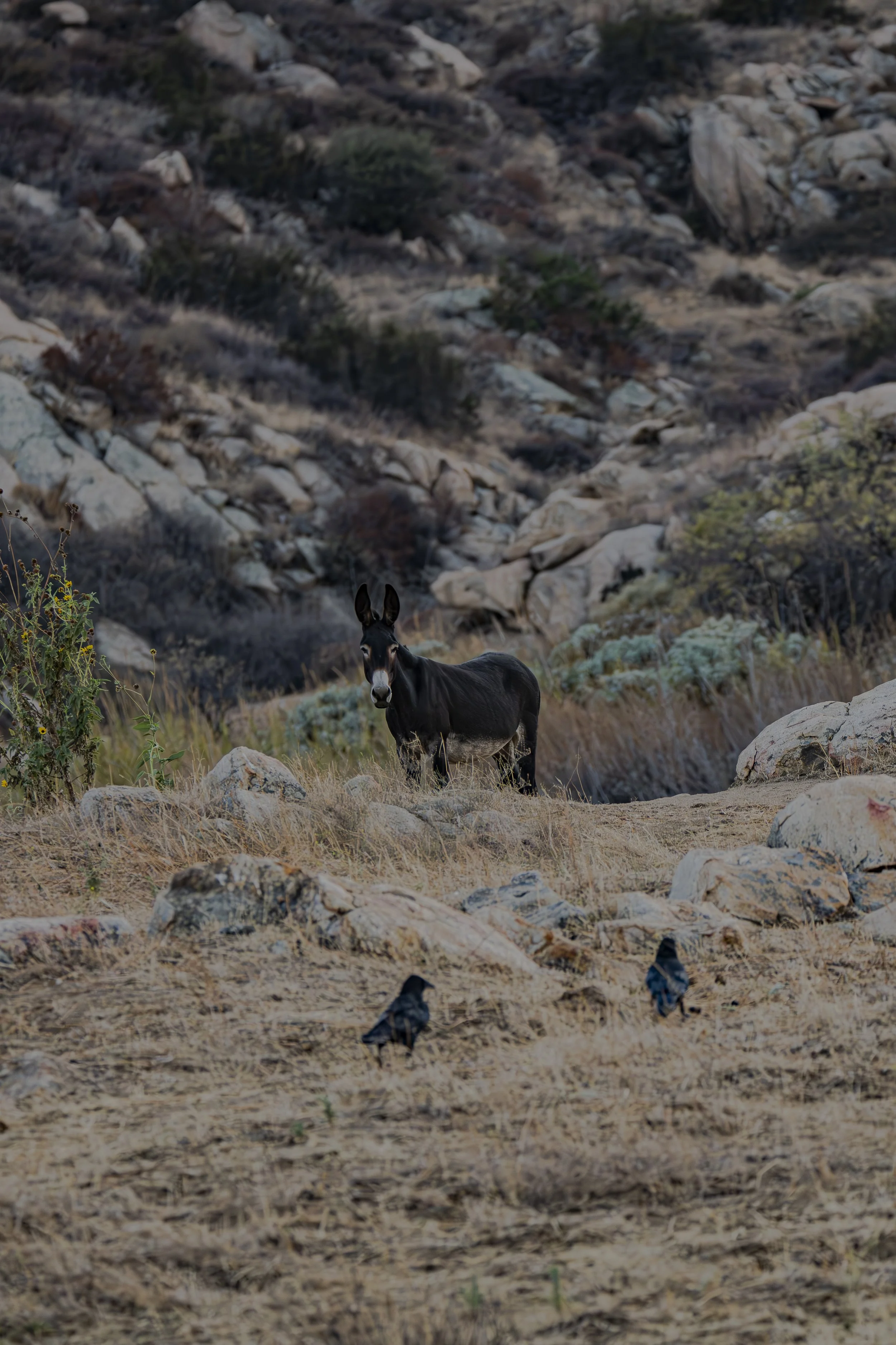 How many ravens can you count?