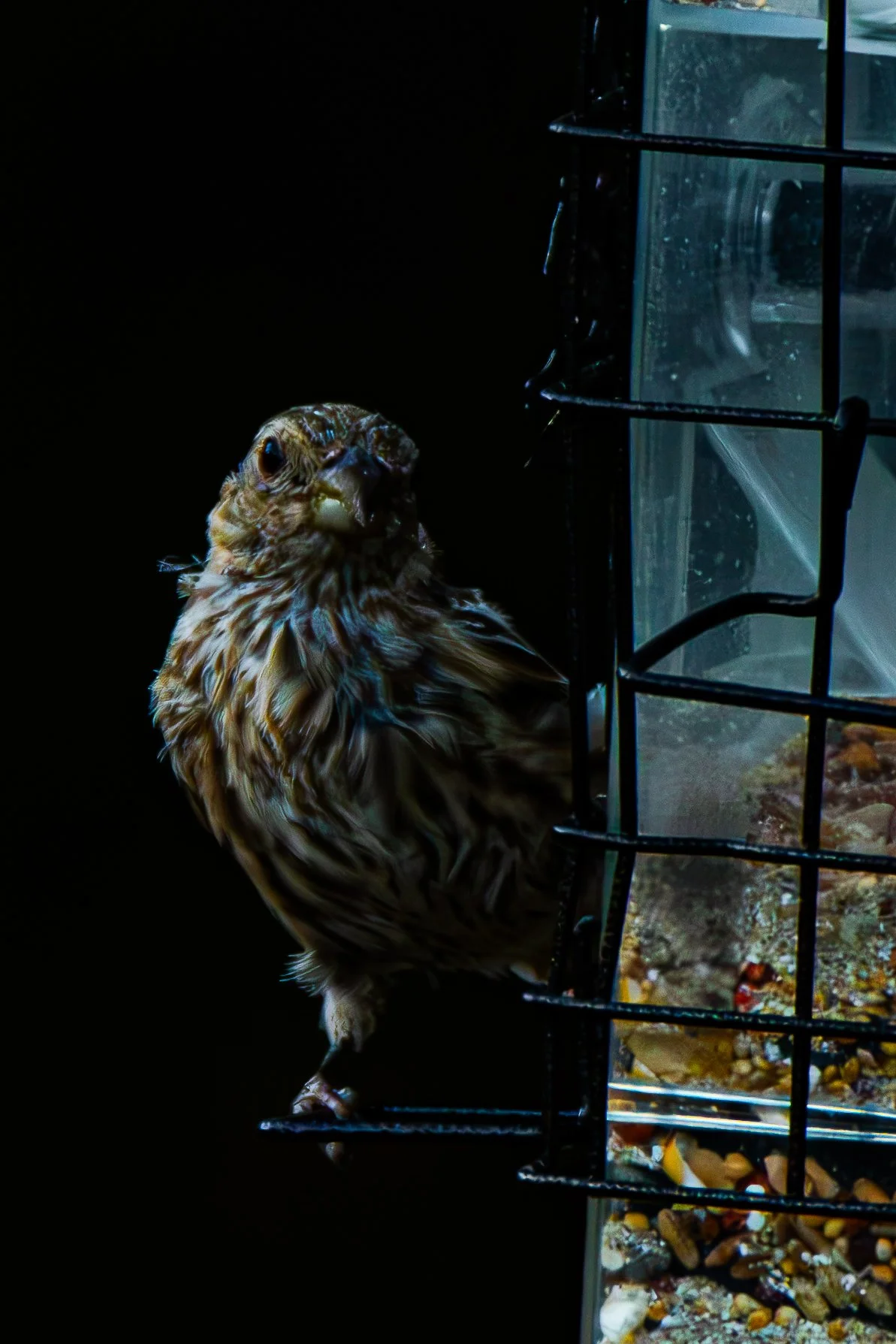 Look at its fluffy feathers. Why do you think birds fluff up?